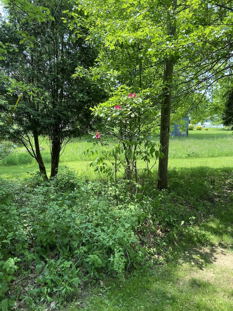 IMG_2620 copy.jpg