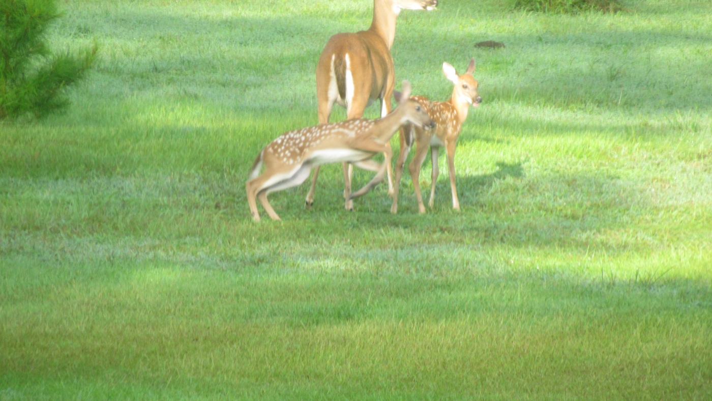 IMG_2819.JPG