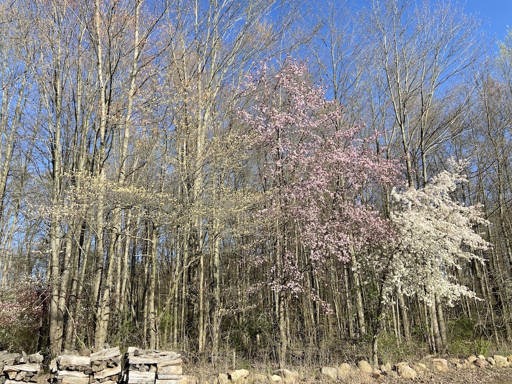 IMG_3183 copy.jpg