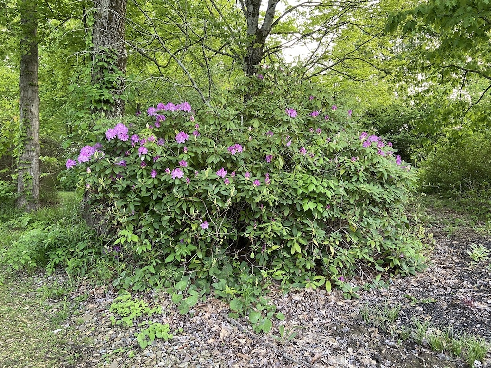 IMG_3241 copy.jpg