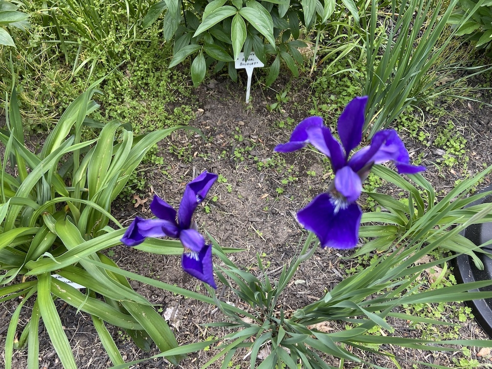IMG_3256 copy.jpg