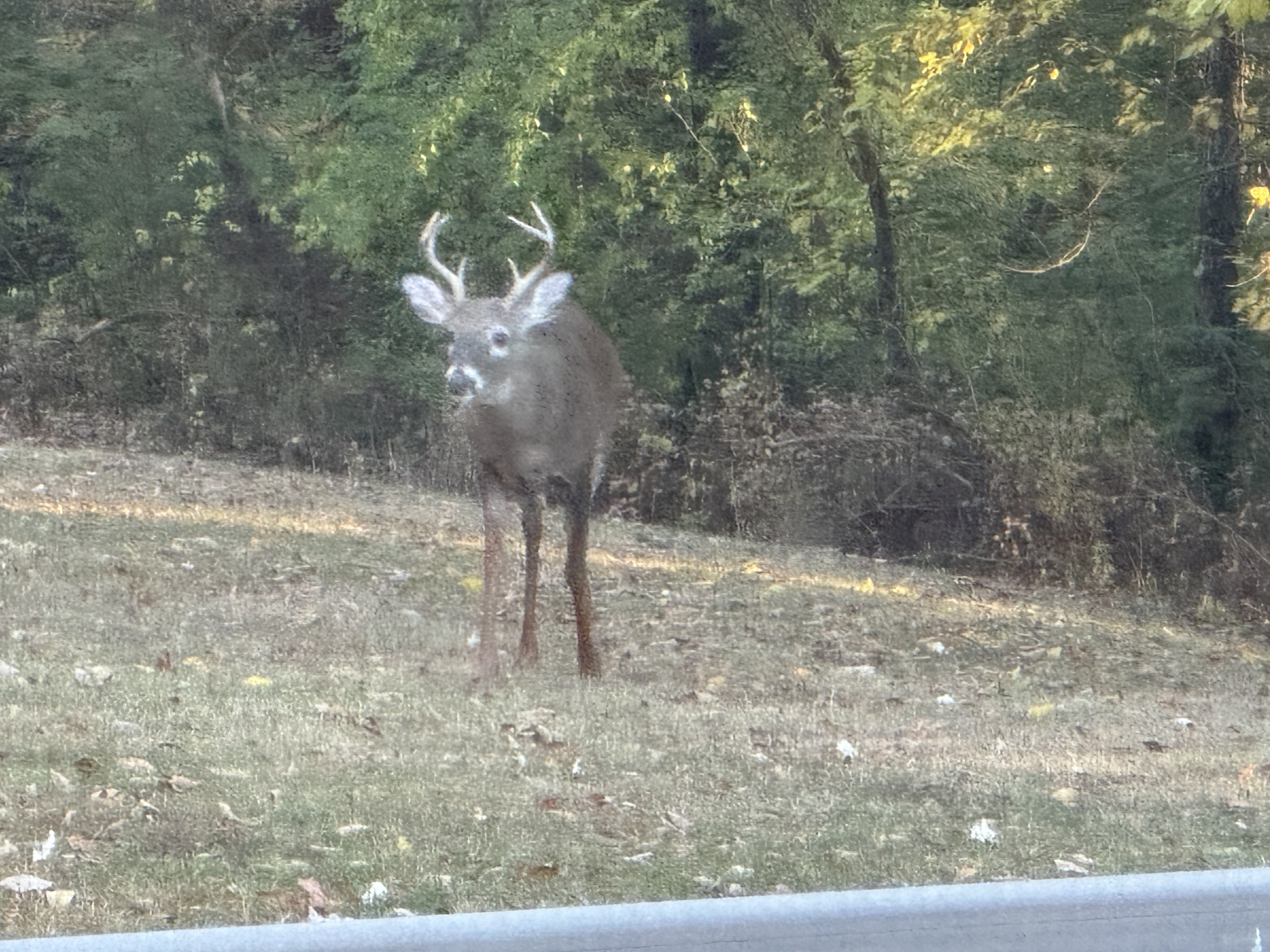 IMG_3795.jpeg