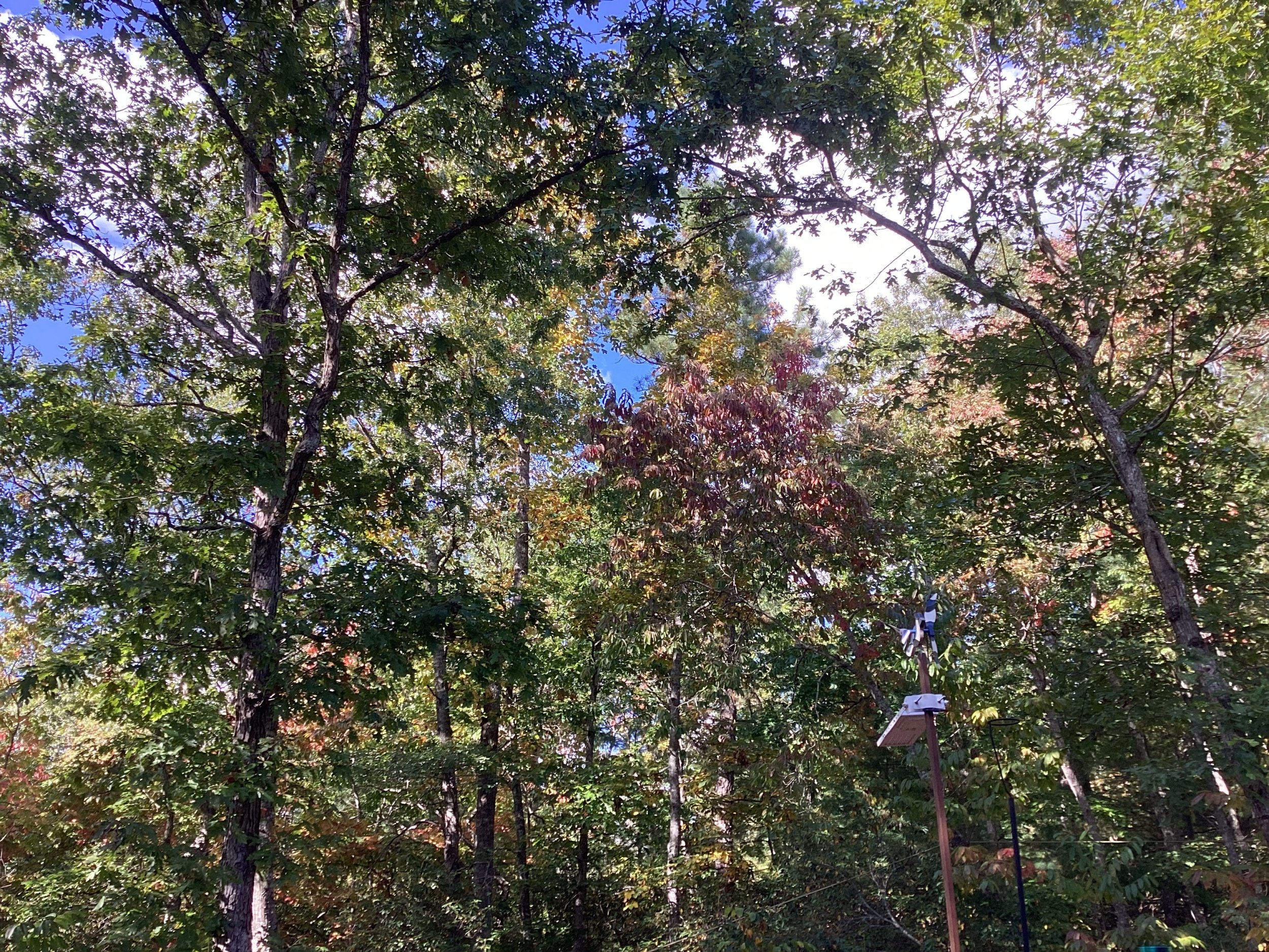 IMG_4355.jpeg