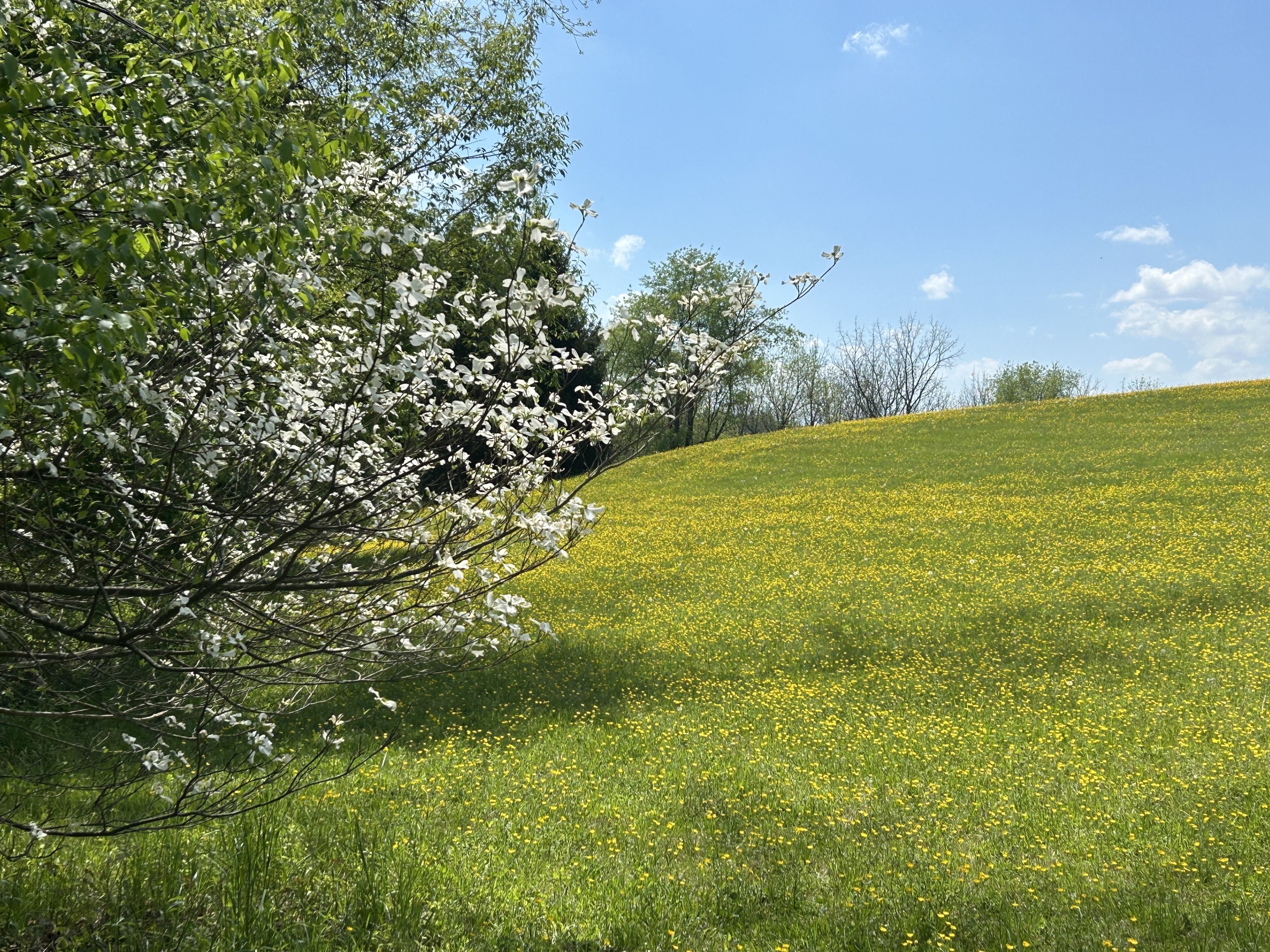 IMG_5211.jpeg