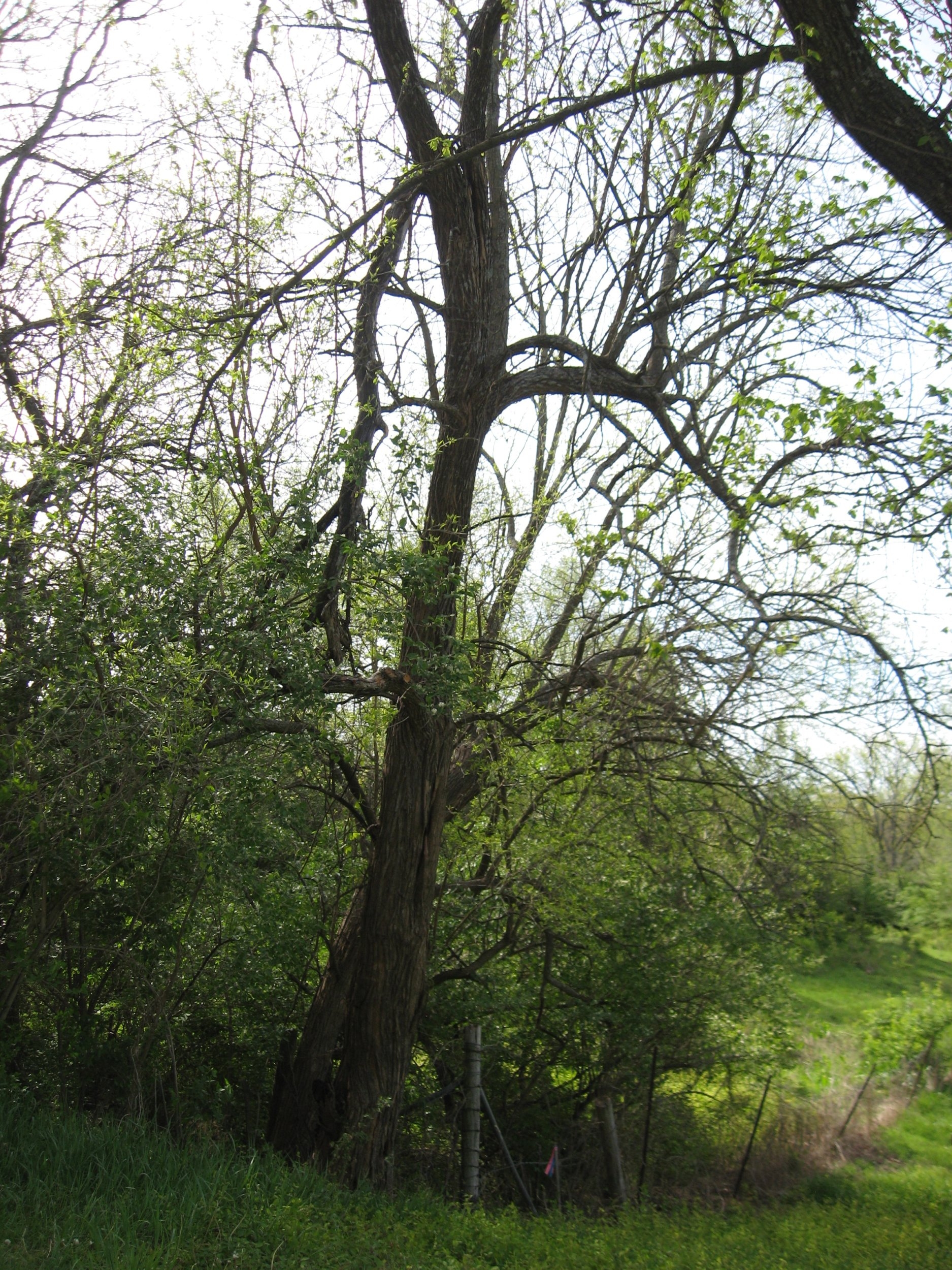 IMG_7395.JPG