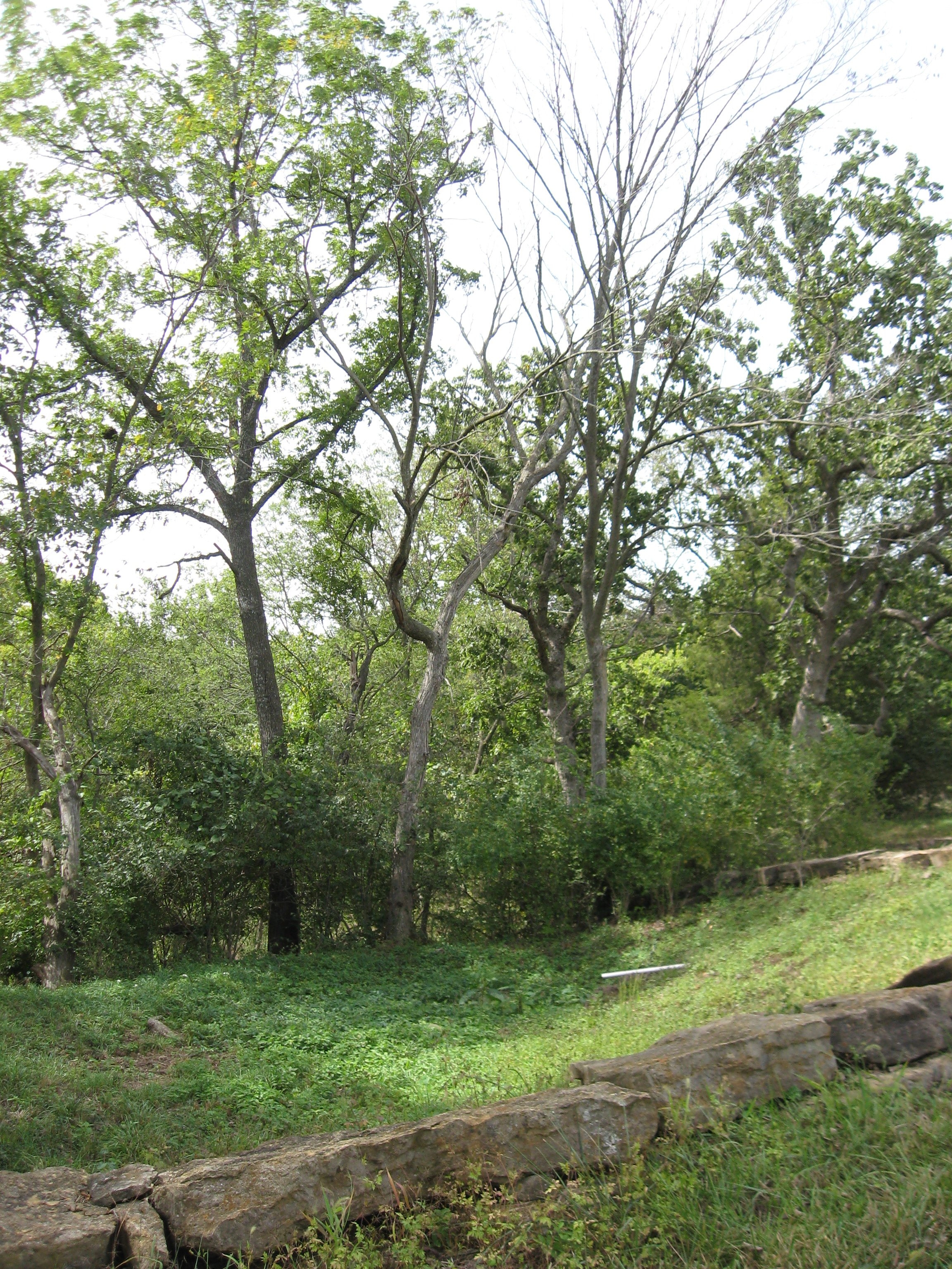 IMG_7645.JPG