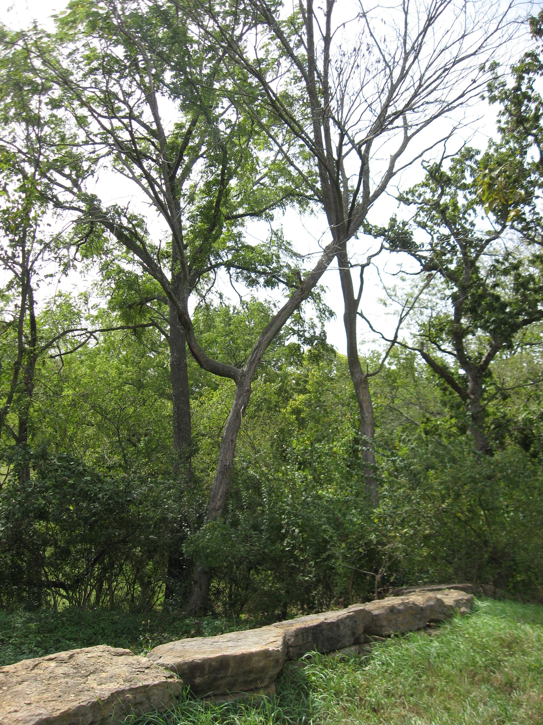 IMG_7646.JPG