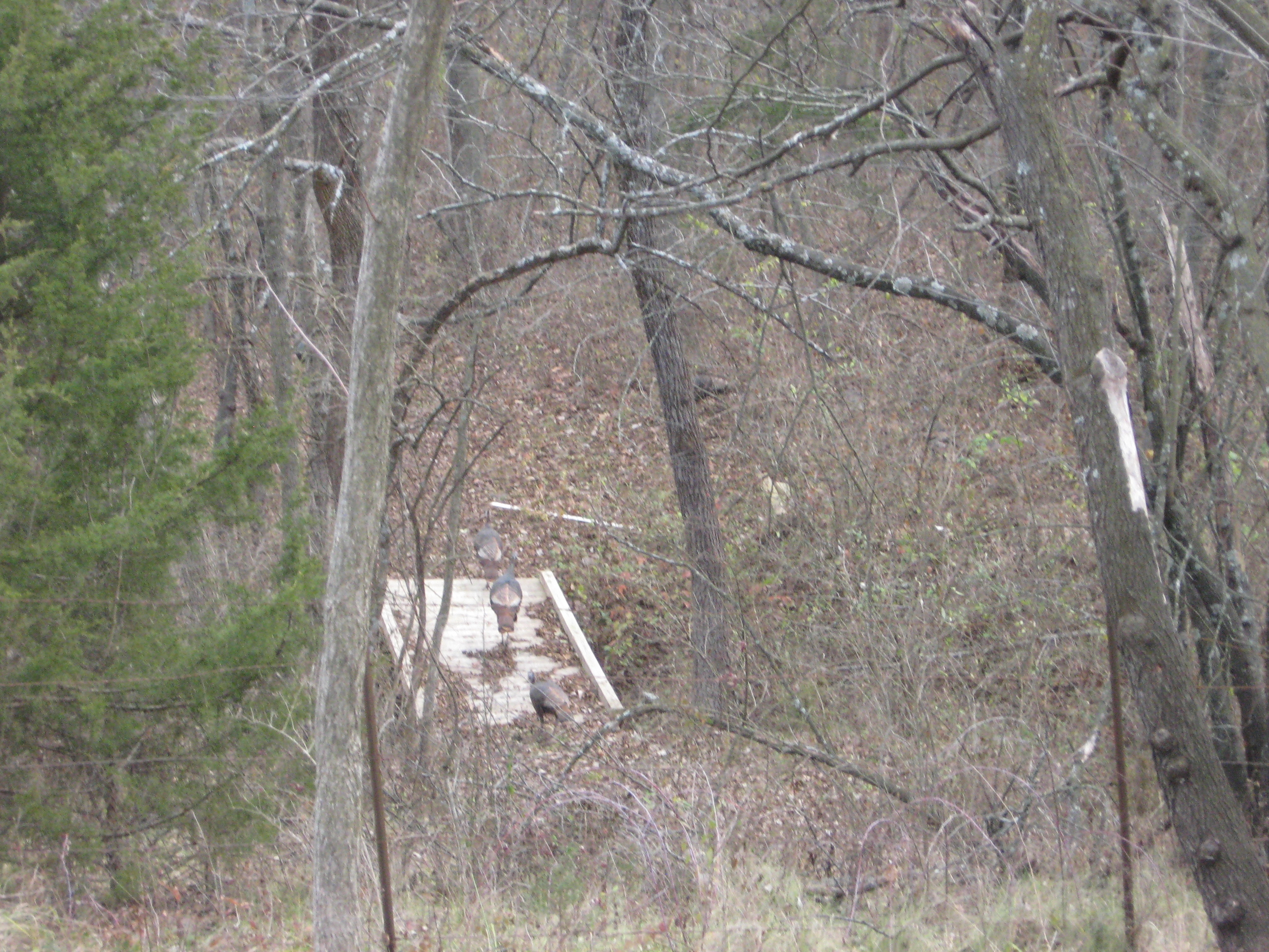 IMG_7785.JPG