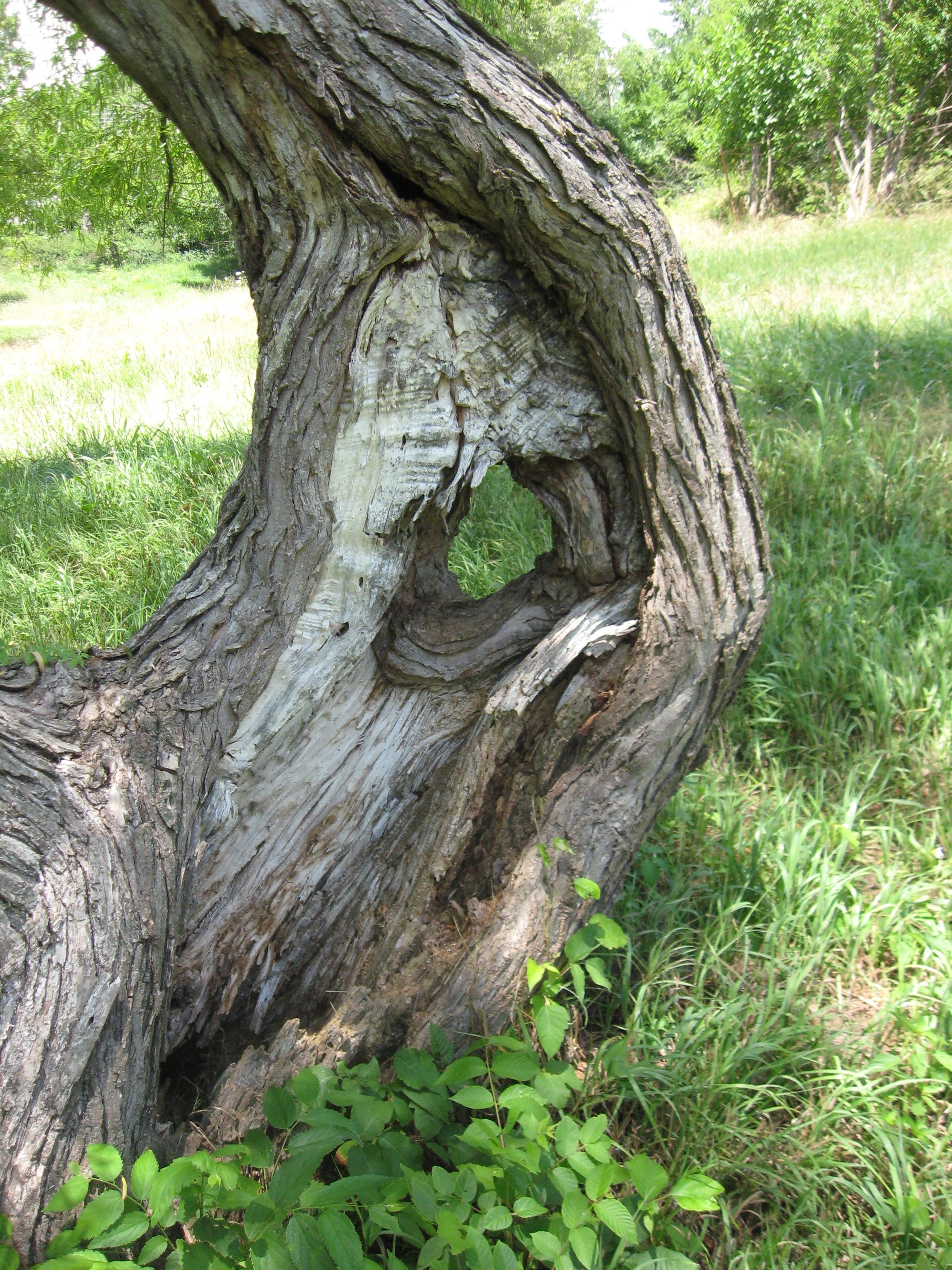 IMG_8003.JPG