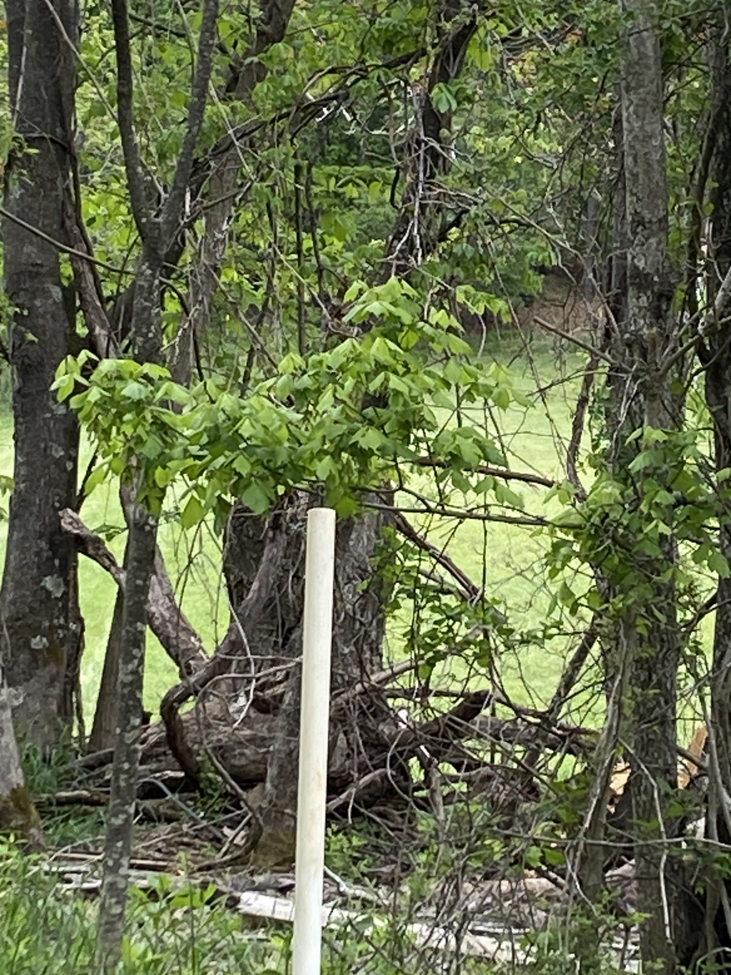 IMG_8972.jpeg