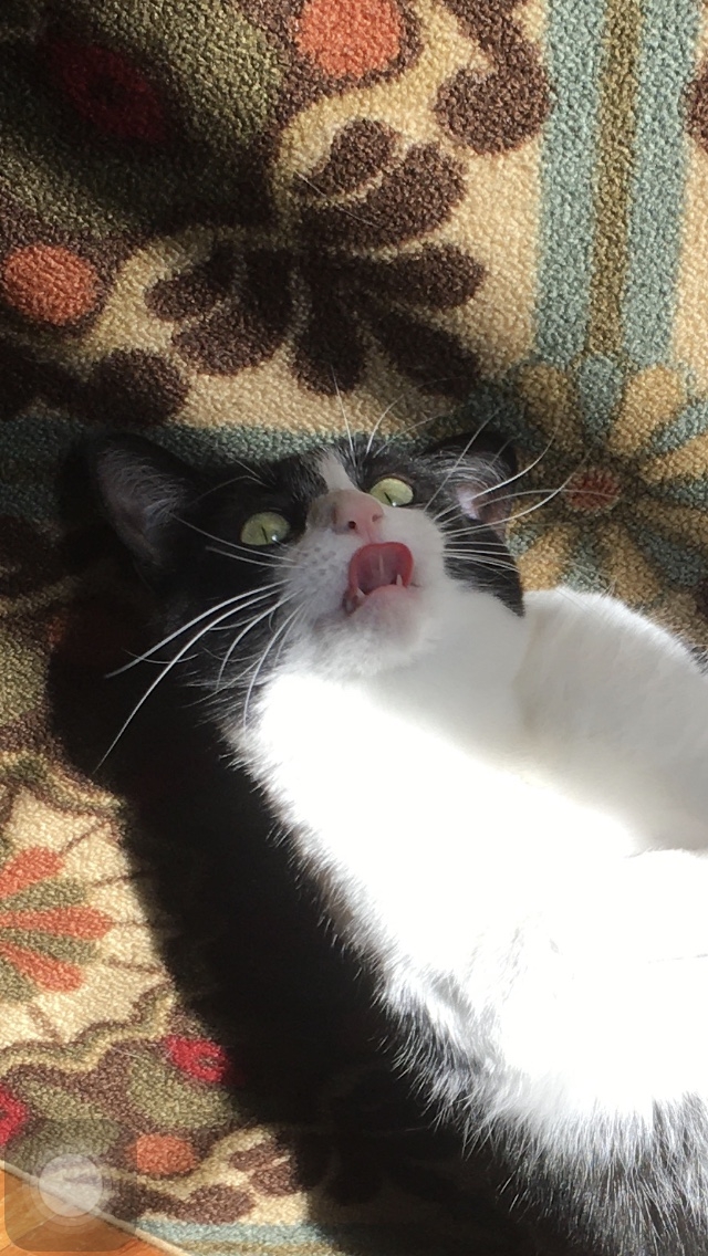 IMG_9286.jpeg