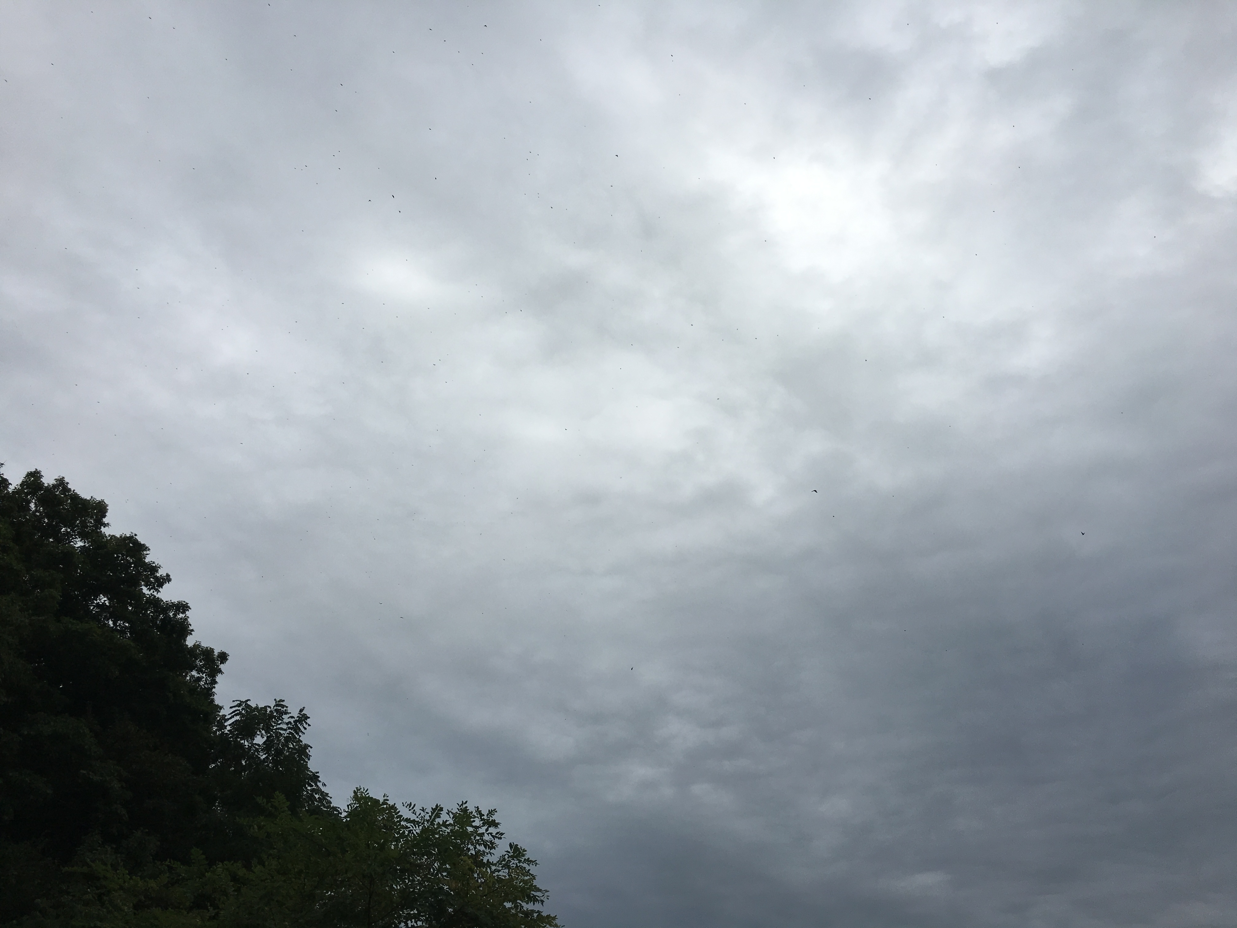 IMG_9682.jpeg