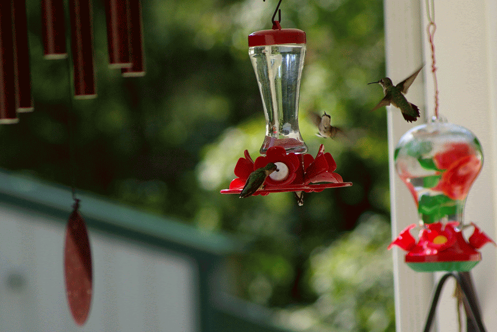 IMGP5549-ANIMATION.gif