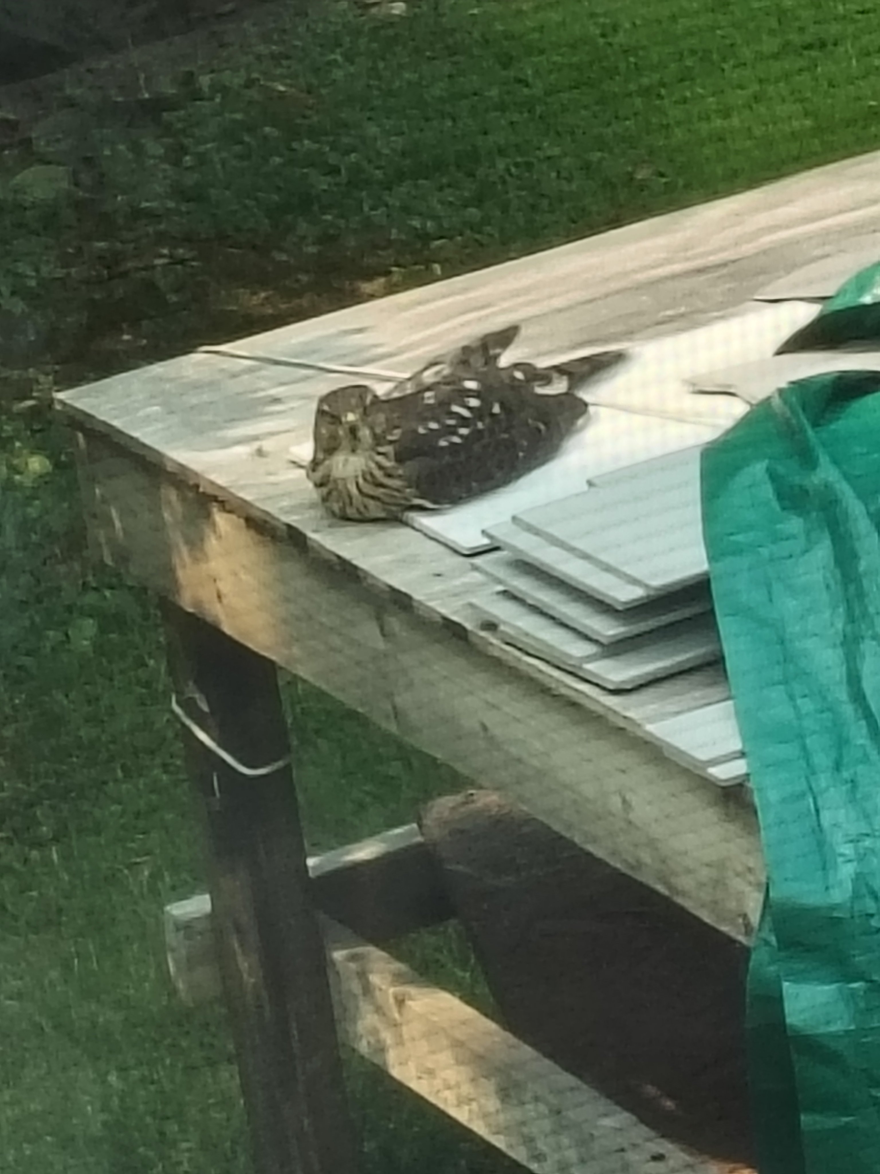 injured fledgling.jpg