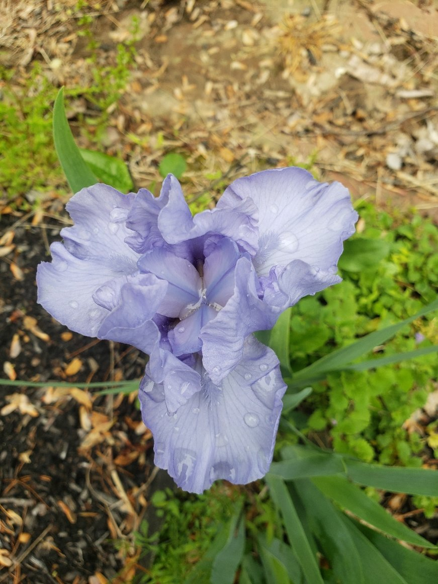 IrisBeard20210509_112228.jpg