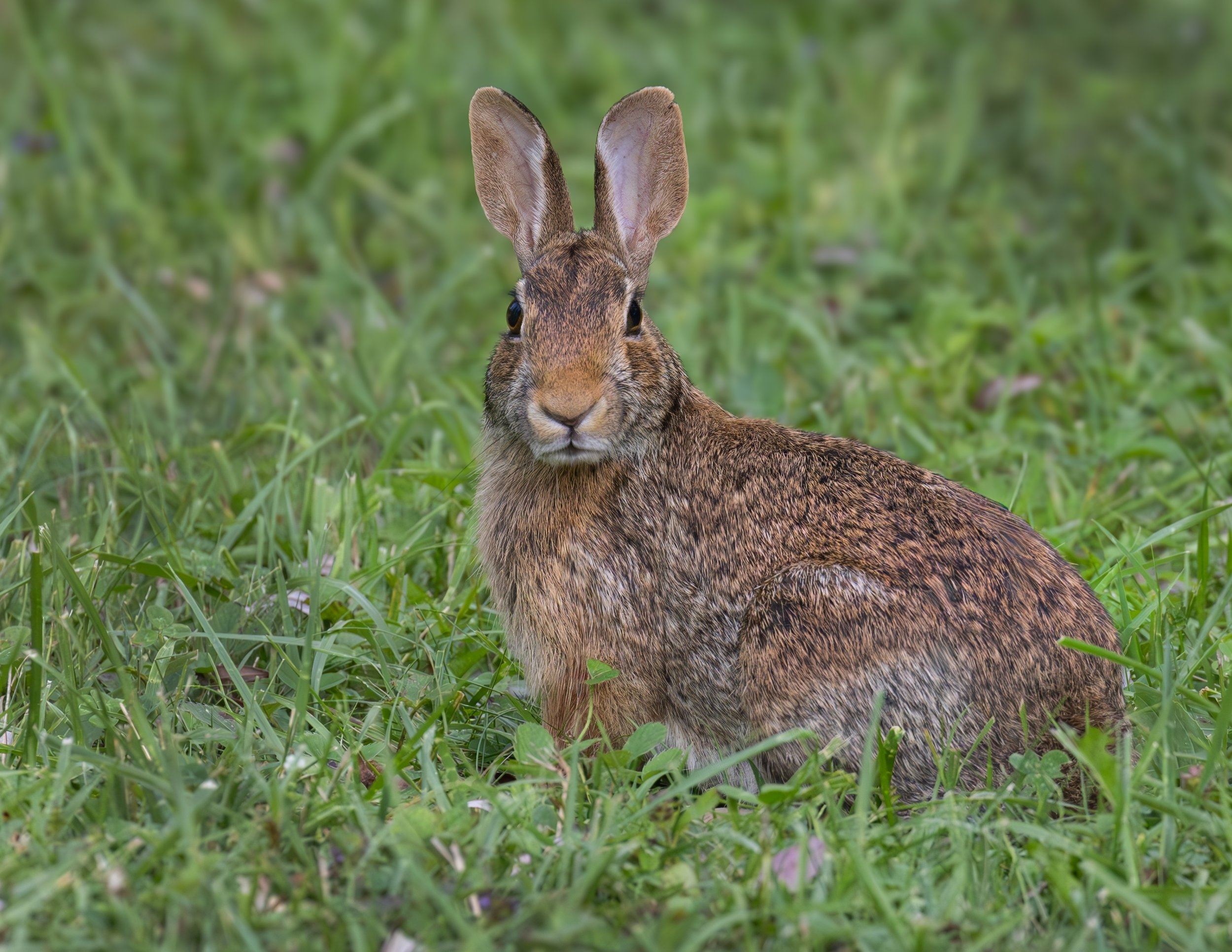 It's just a bunny.jpg