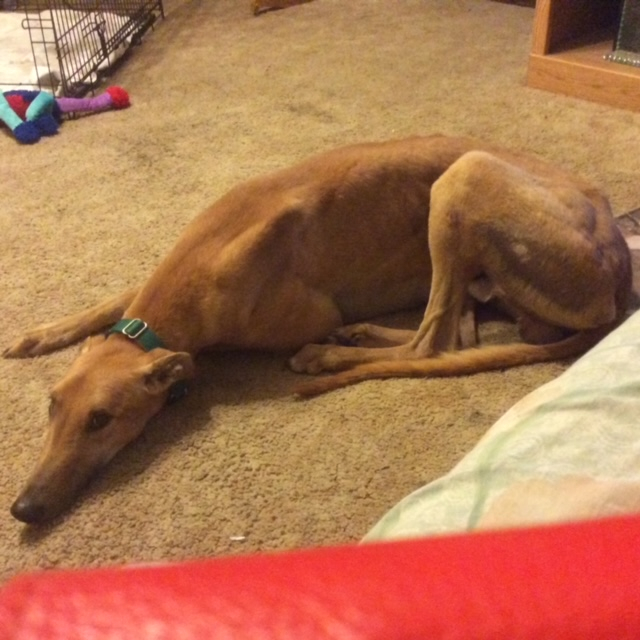 Joe dog.JPG