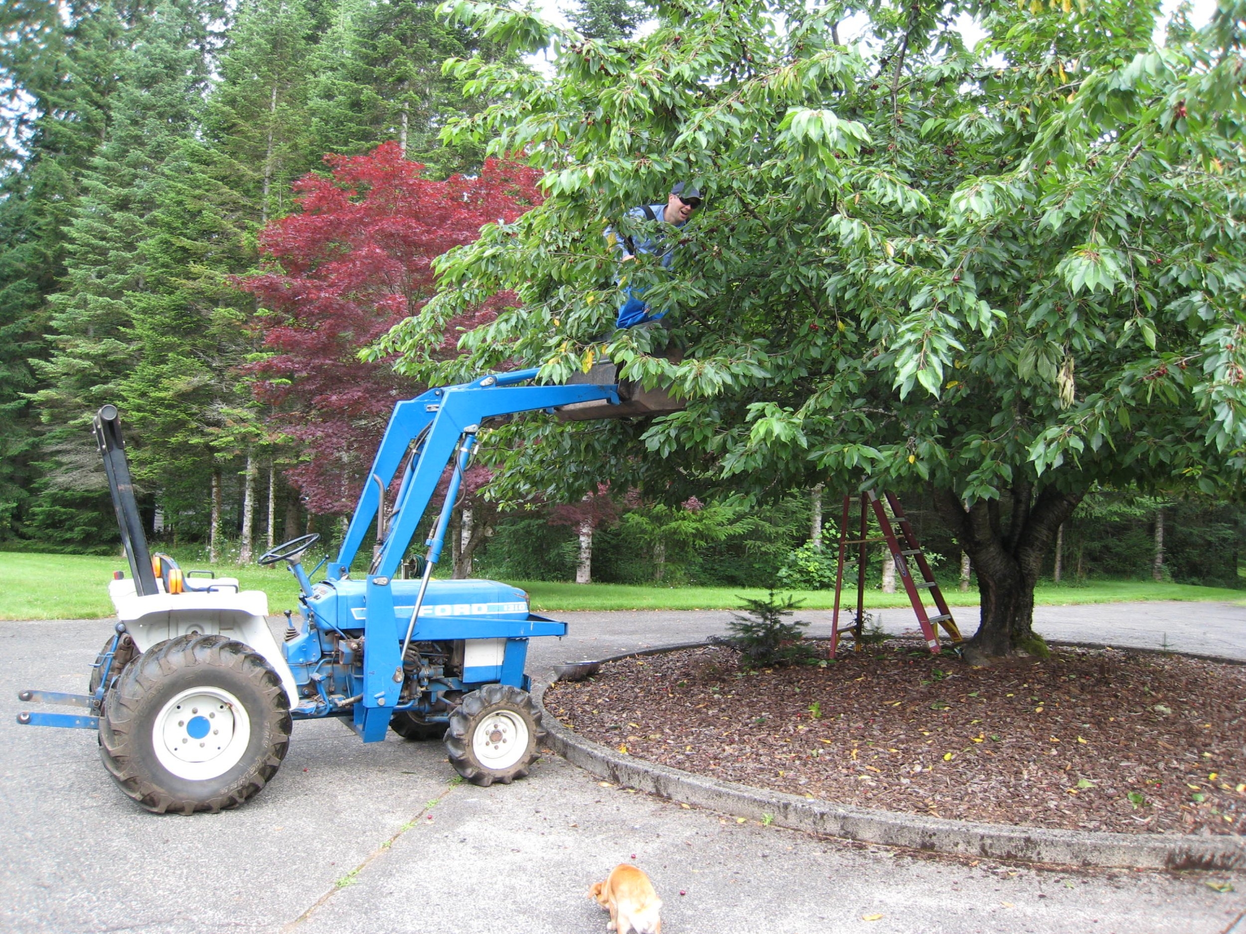 July 3, 2020 Cherries.JPG