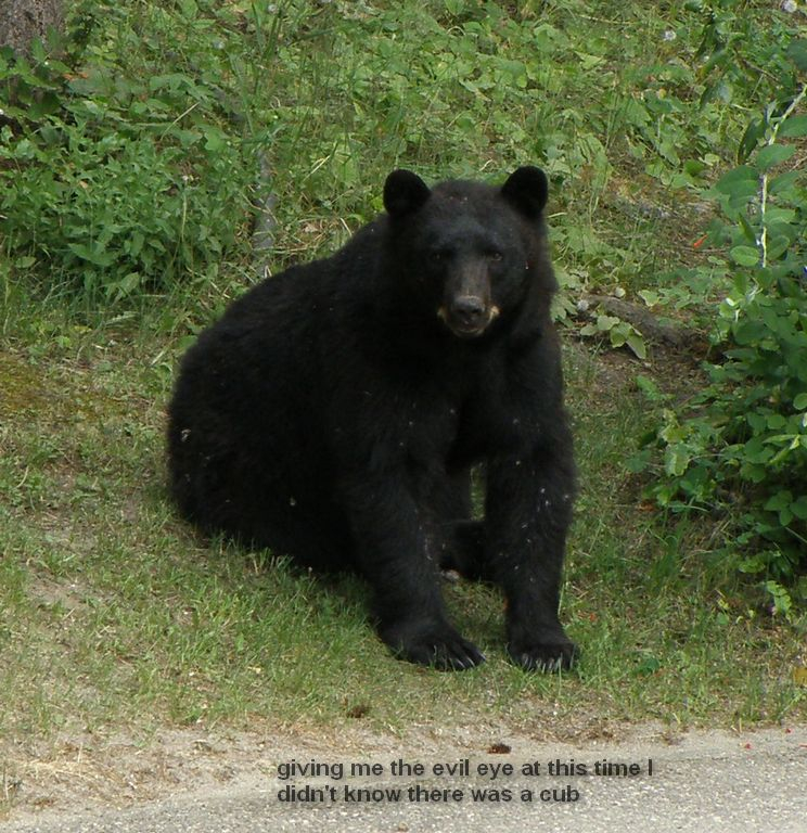 June 2 - 2019 Black bear & cub 003.jpg