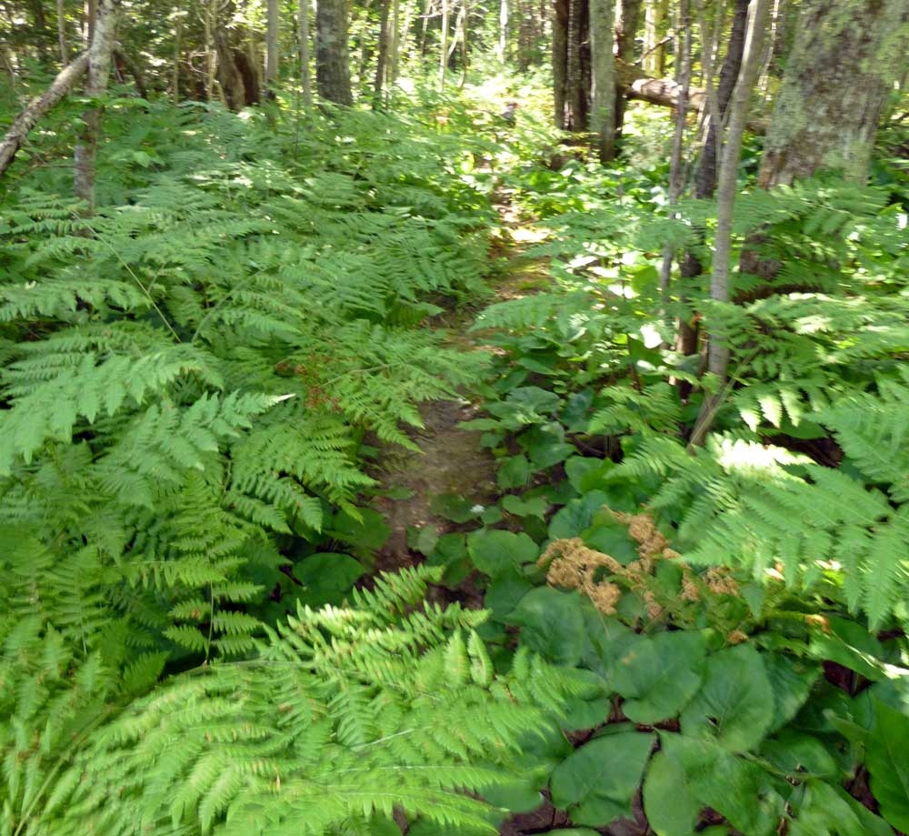 keweetrail0585.jpg