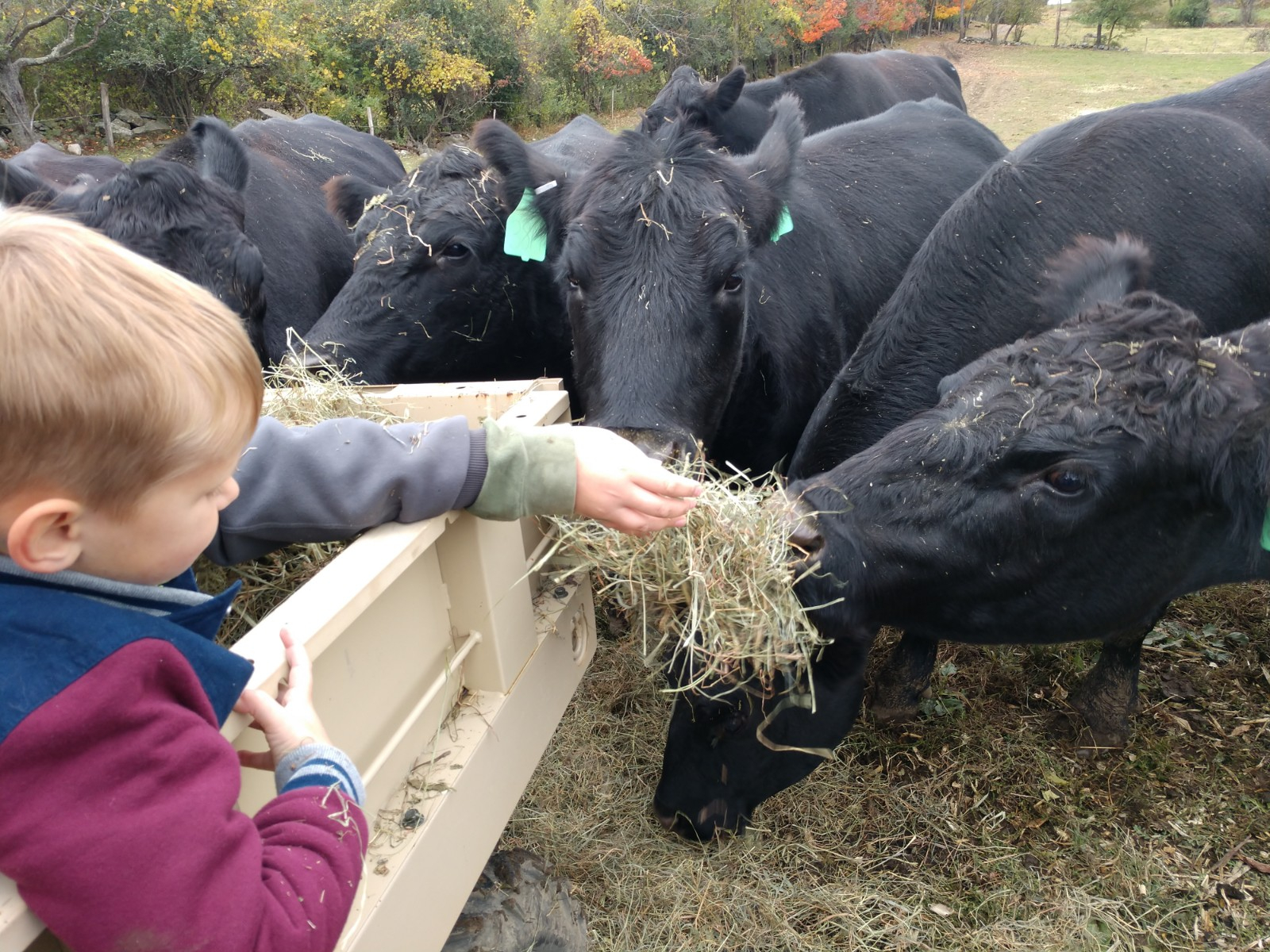 kids and cows1.jpg