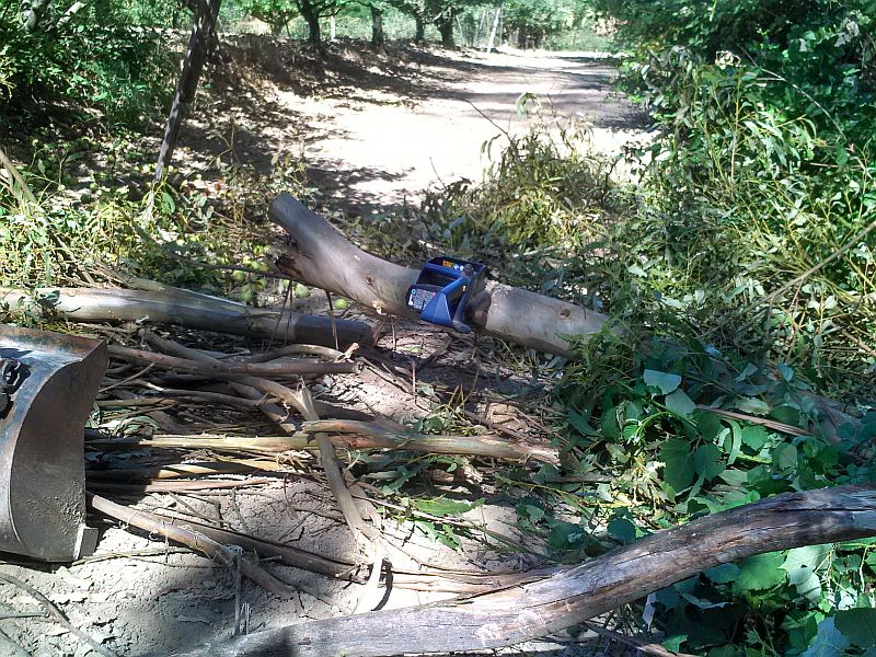 kimg1634rsawdowned-eucalyptus-jpg.474385