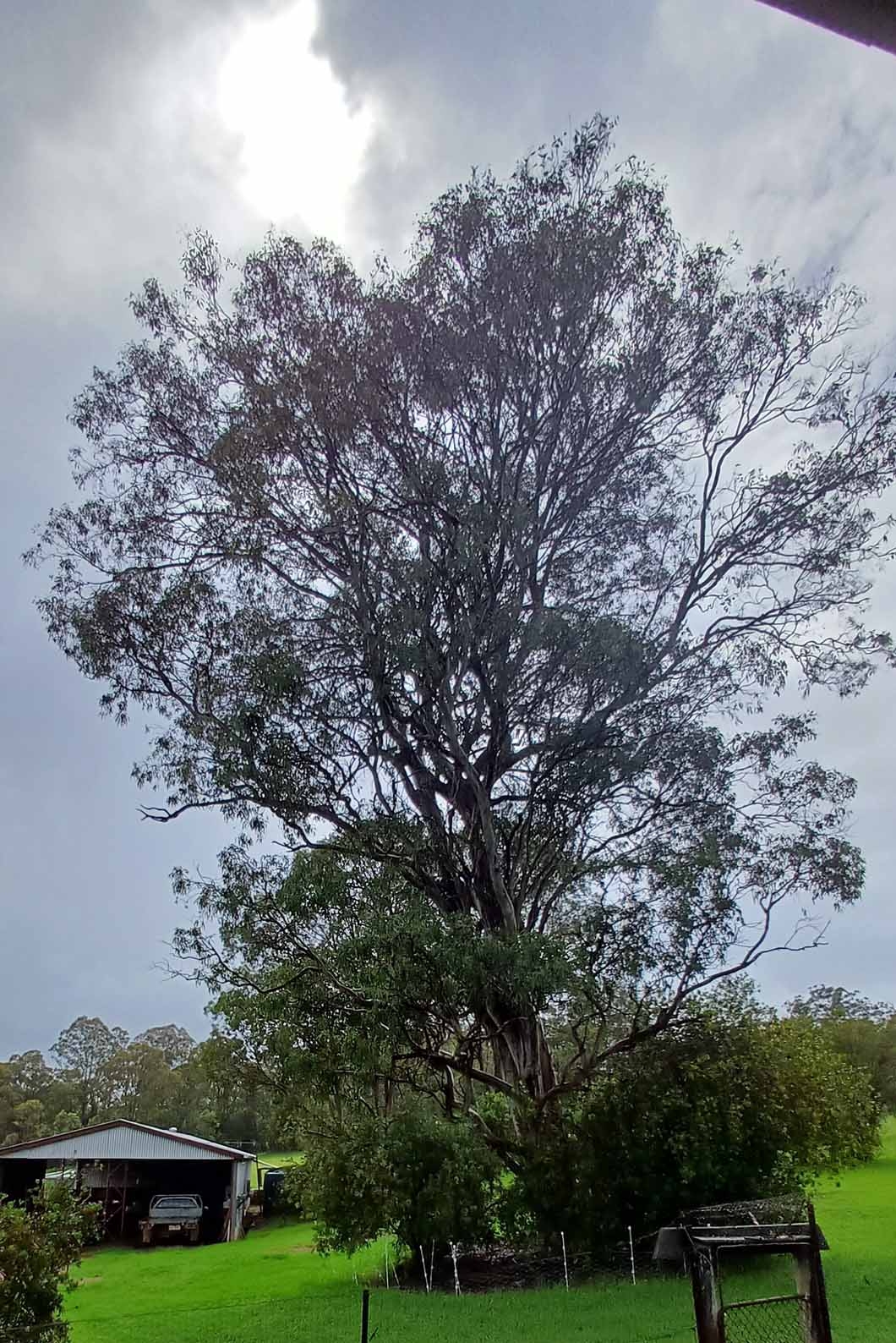 Kindling tree.jpg