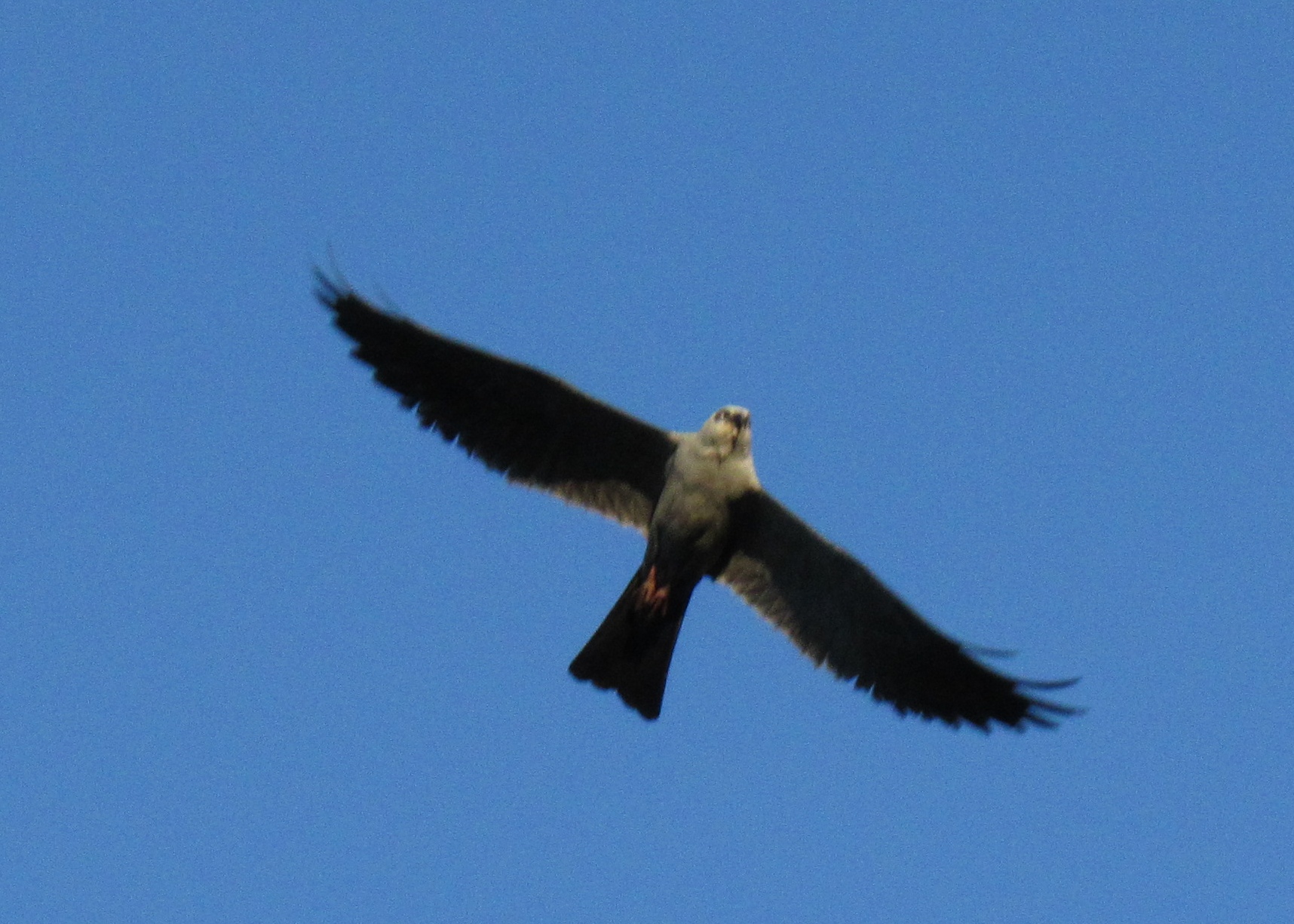 kite-n-flight.jpg