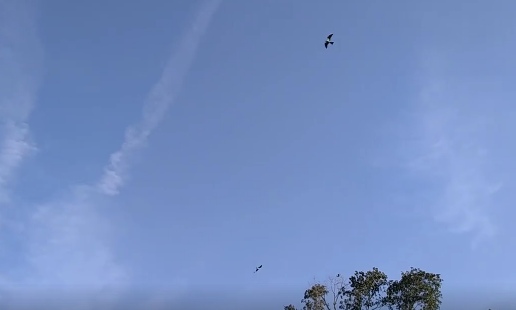 kite-n-flight2.jpg