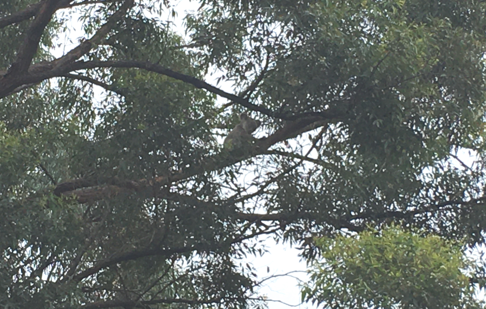 Koala3.png