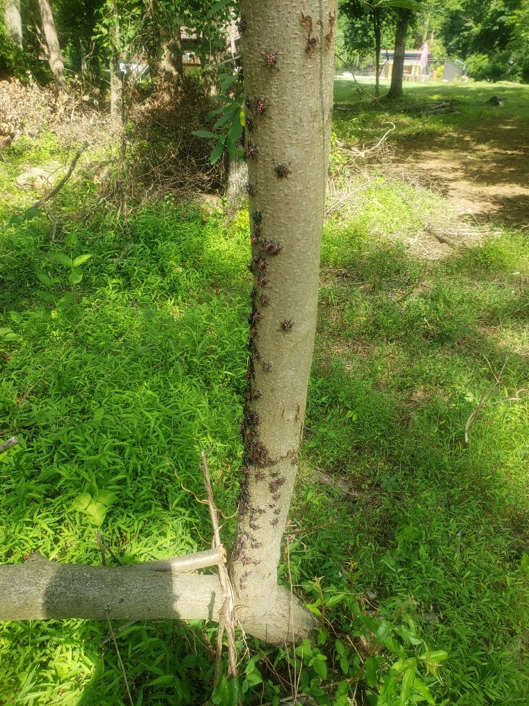 LanternFly20210710_161617.jpg