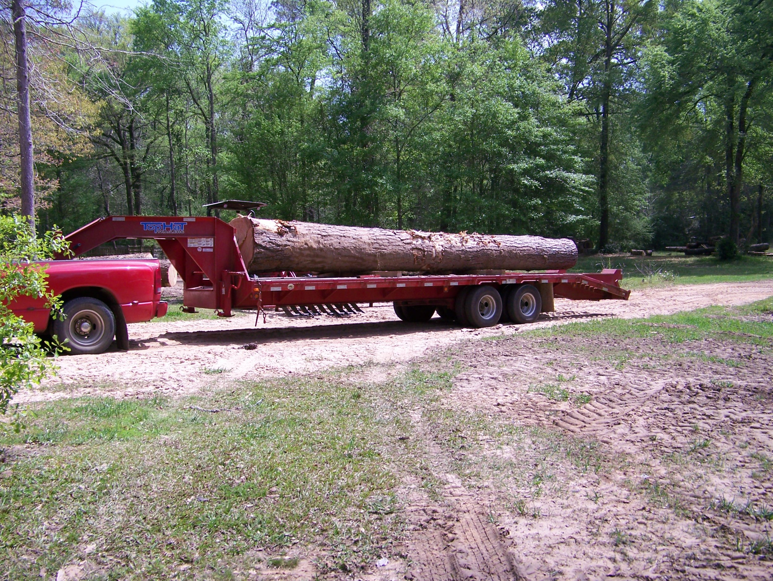Large Log 25 Feet Long 38 Inch Big End.jpg