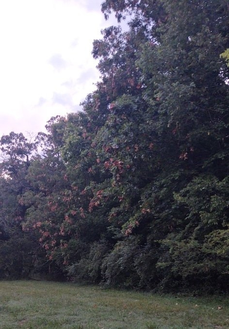 Leaves.jpg