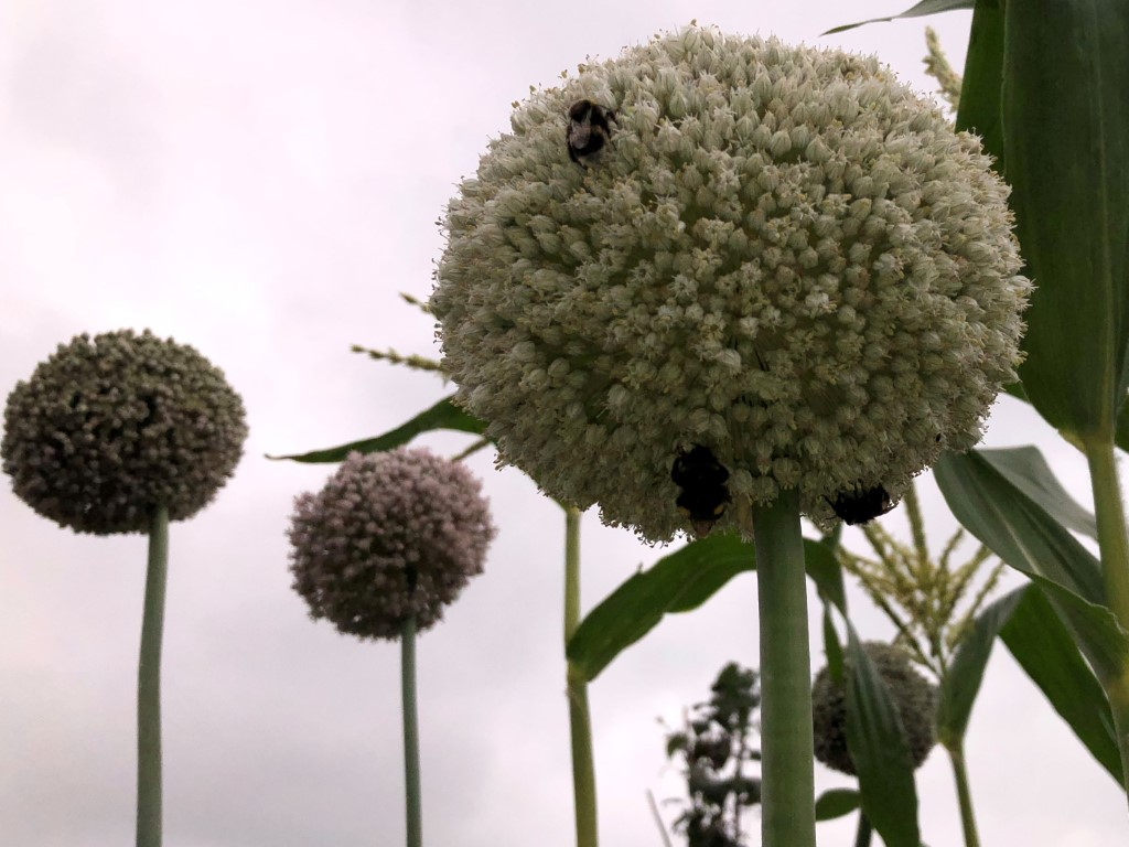 Leeks going to seed.JPG