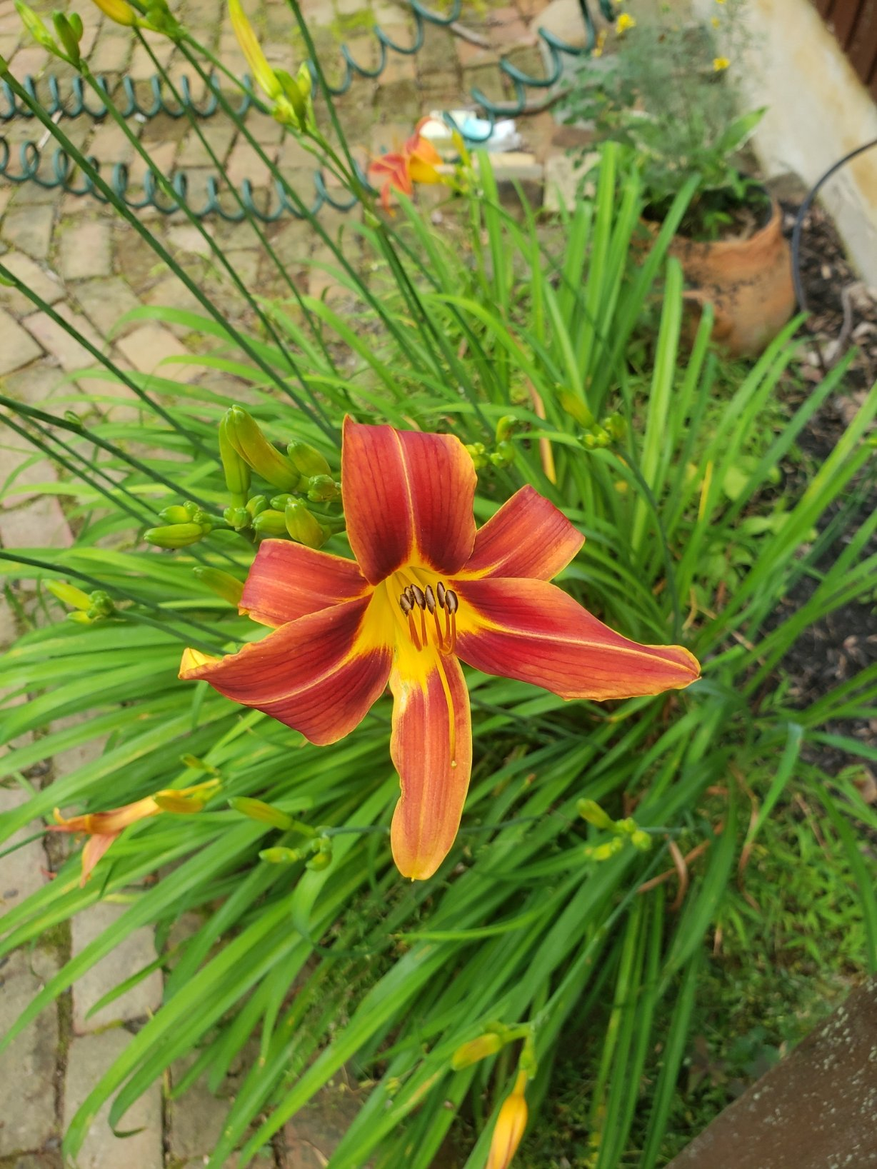 lily 20210708_080904.jpg