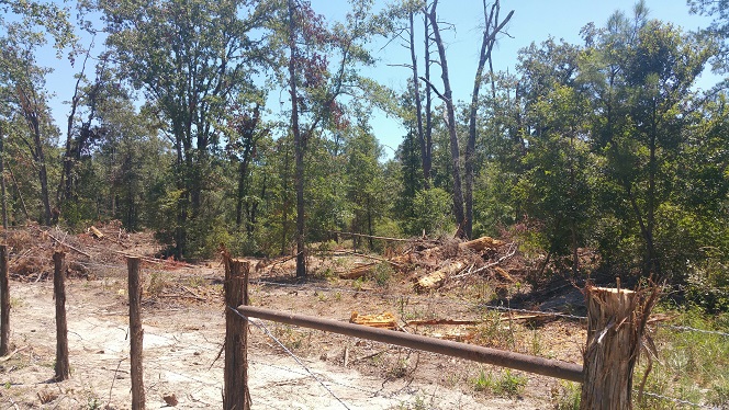 logging mess 1.jpg