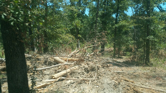 logging mess 3.jpg