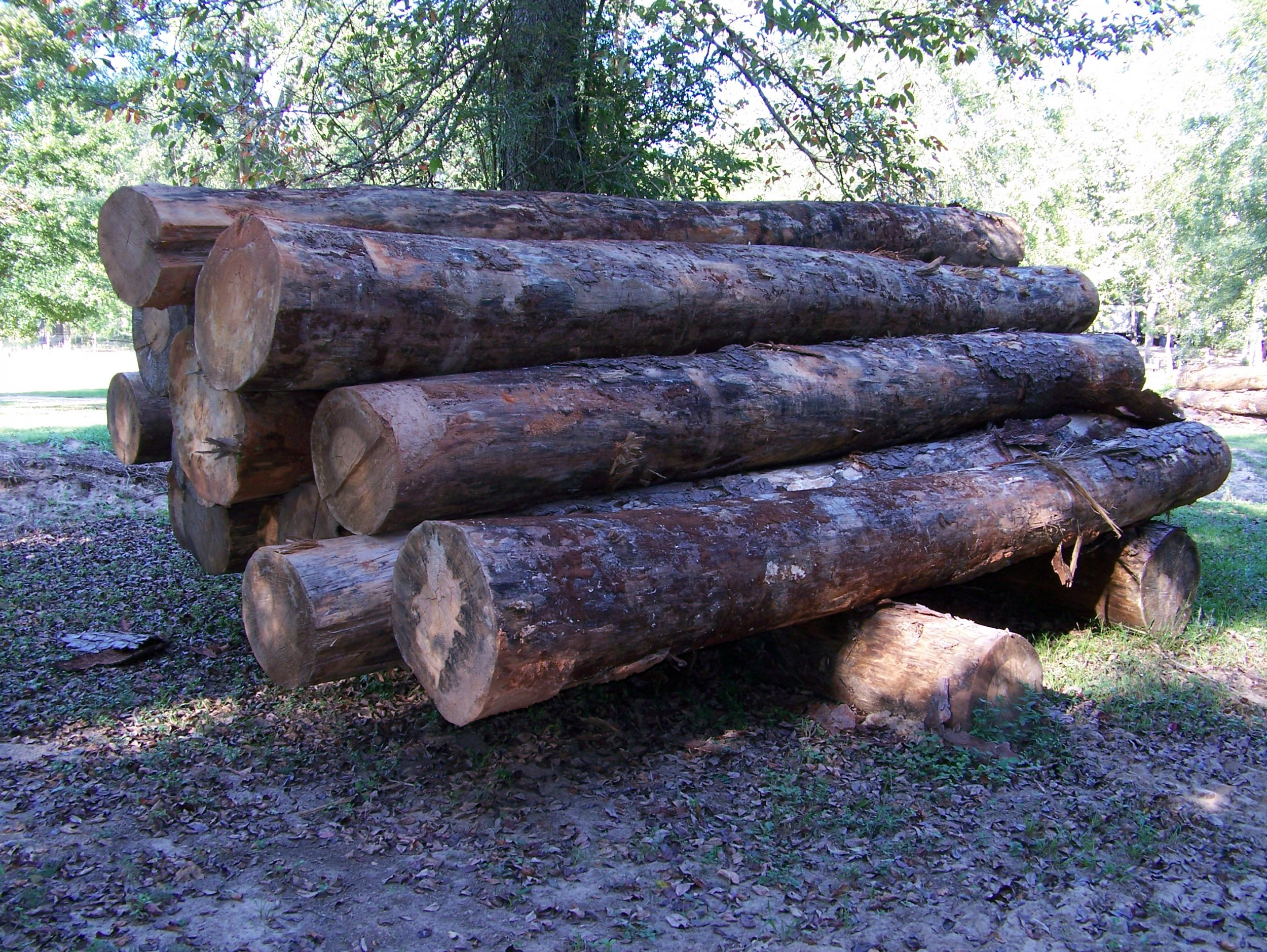 Logs 2.jpg