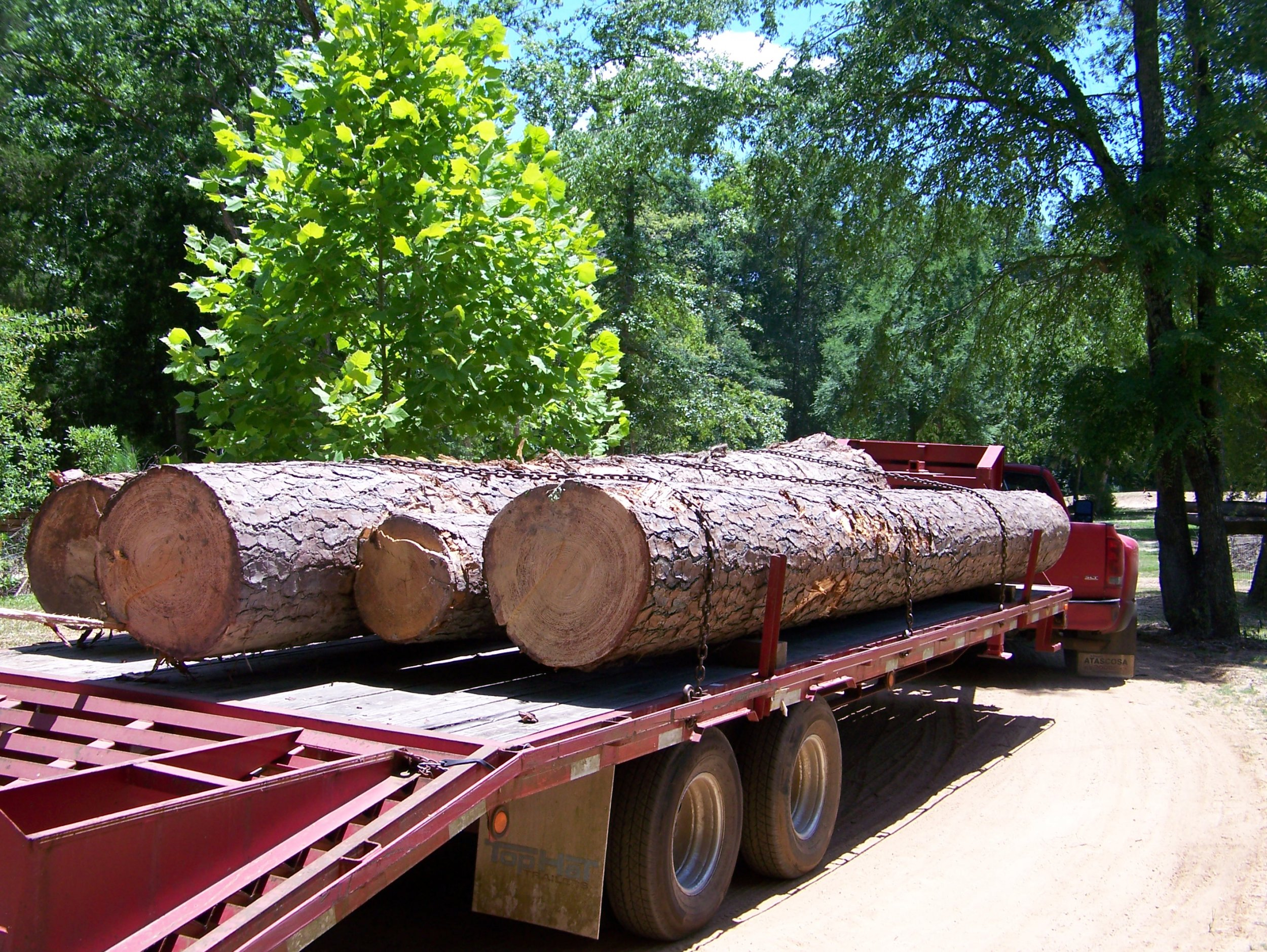 Logs Nice Pines.jpg