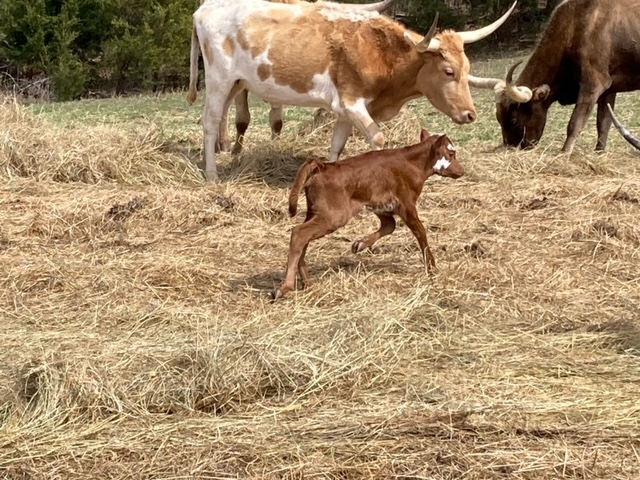 Longhorn calf 3 30 2024 23jpeg.jpeg