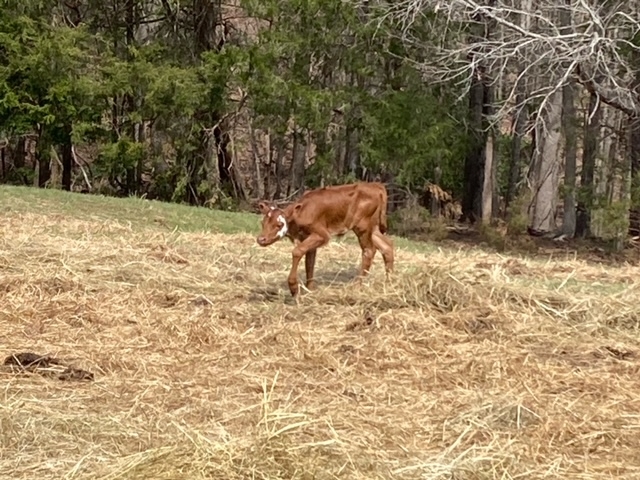 Longhorn calf 3 30 2024 4.jpg