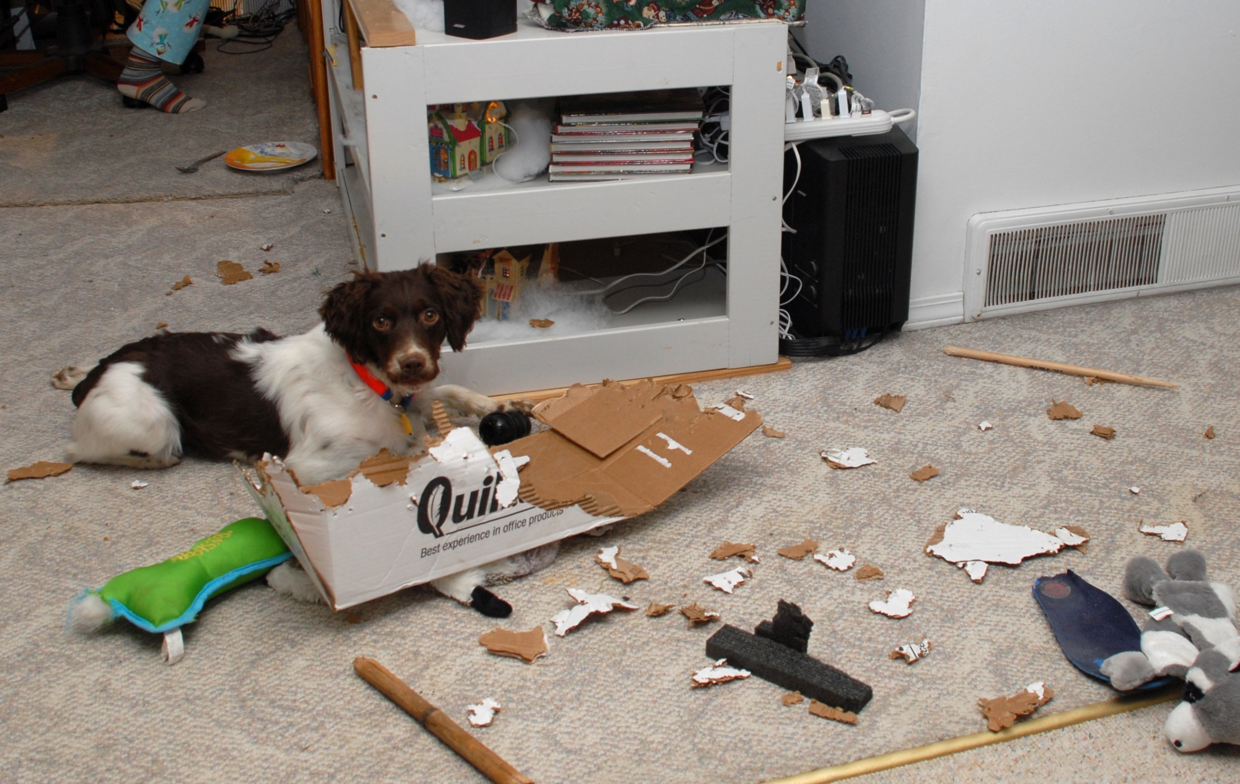 Lulu-at-work5.jpg