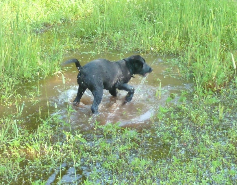 luluwater63.JPG