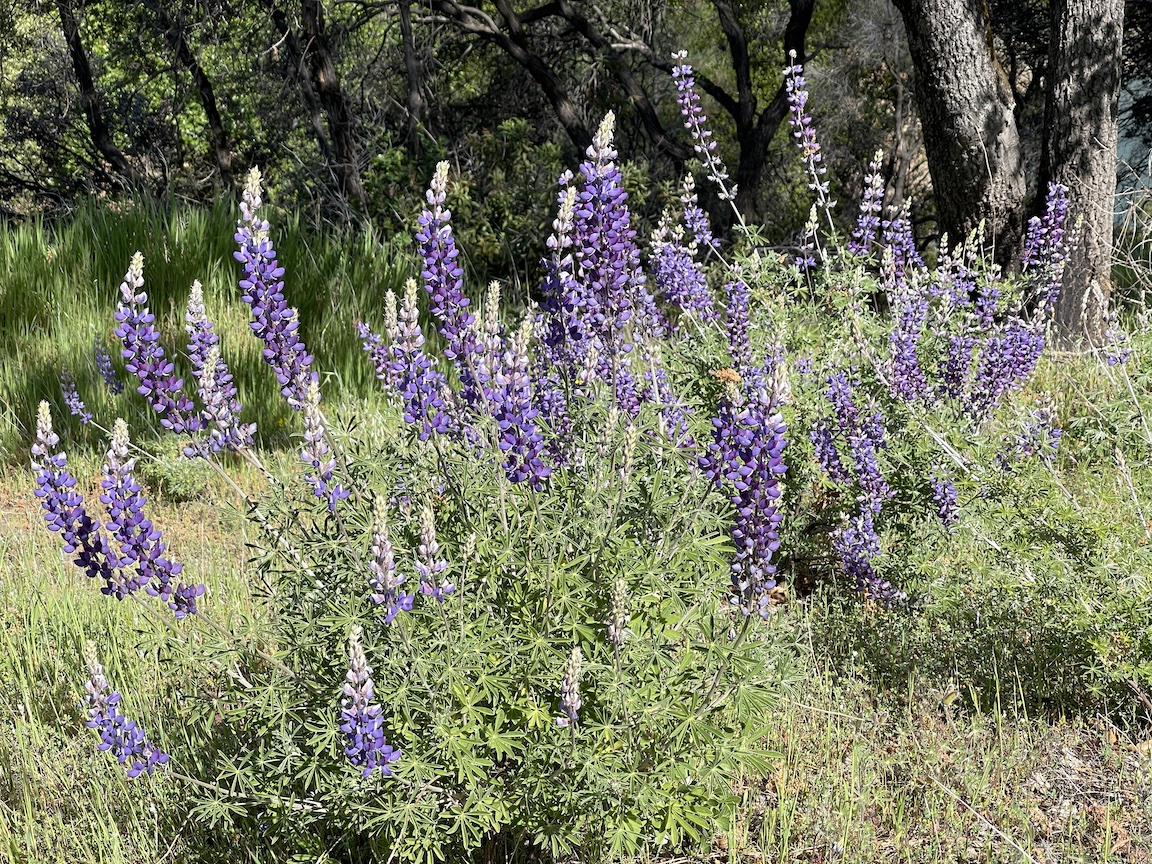 lupines.jpg