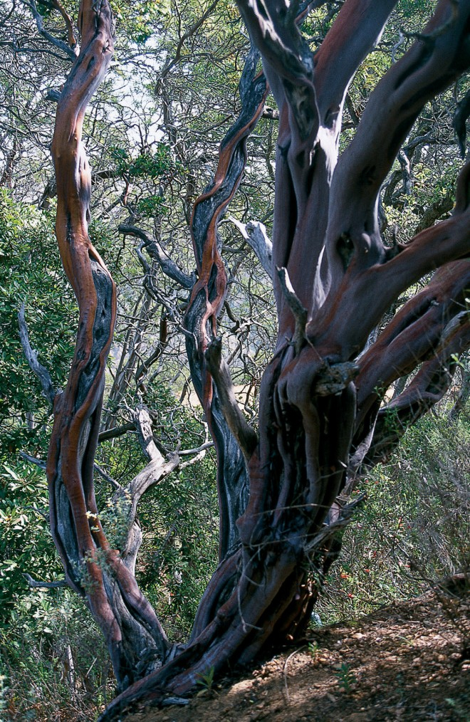 Manzanita.jpg