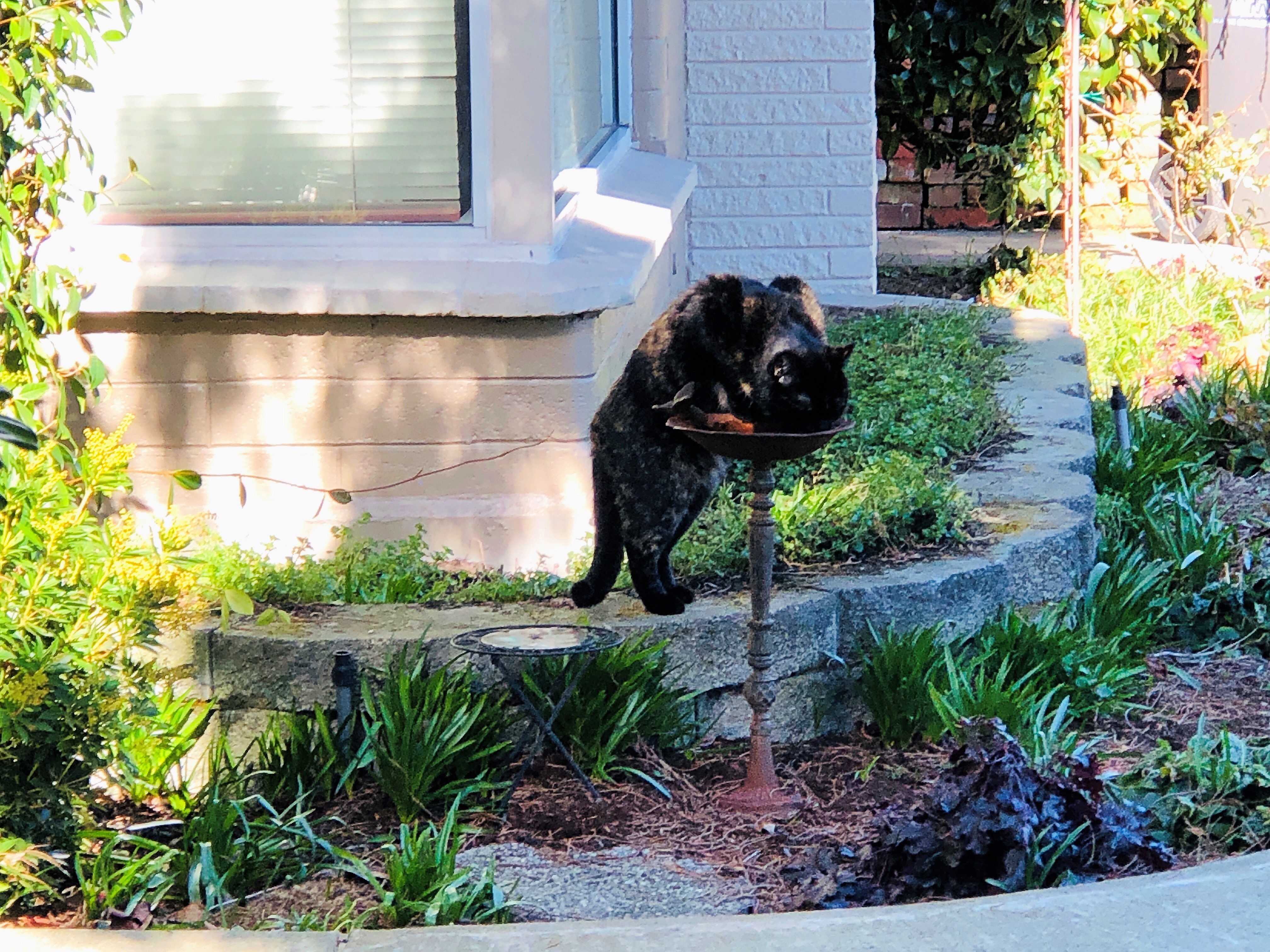 march 4, 2019 Cleo drinking out of bird bath.jpg