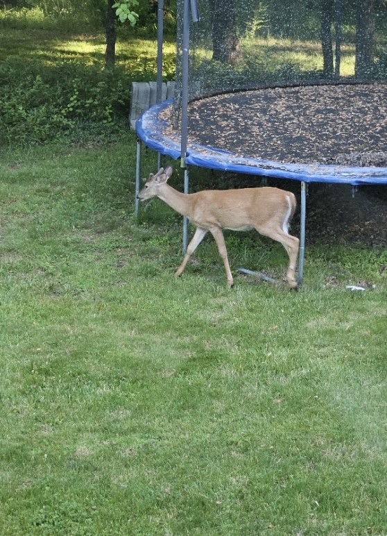 minibuck.jpg
