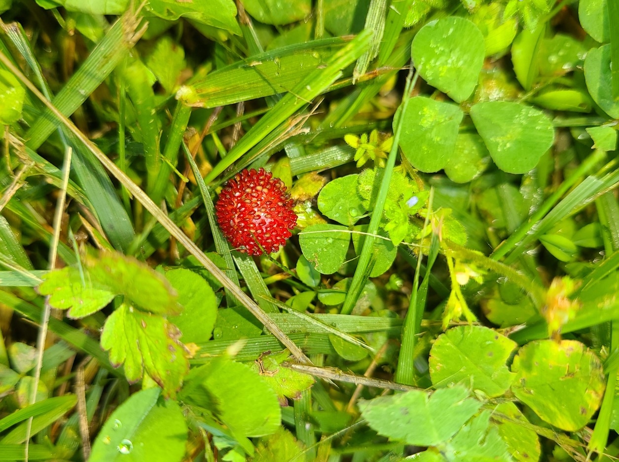 mock strawberry.jpg