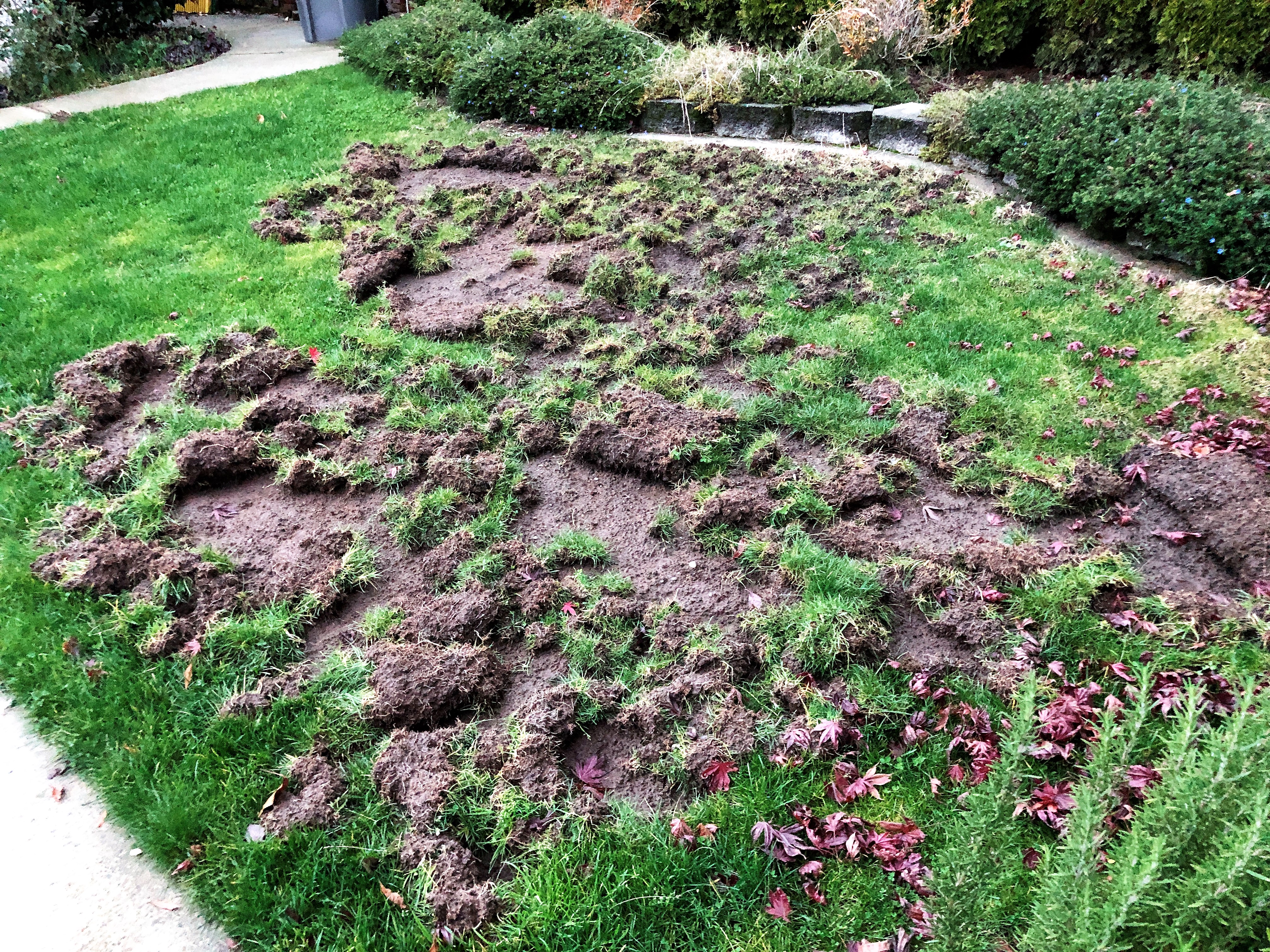 more raccoons grass damage 1.JPG