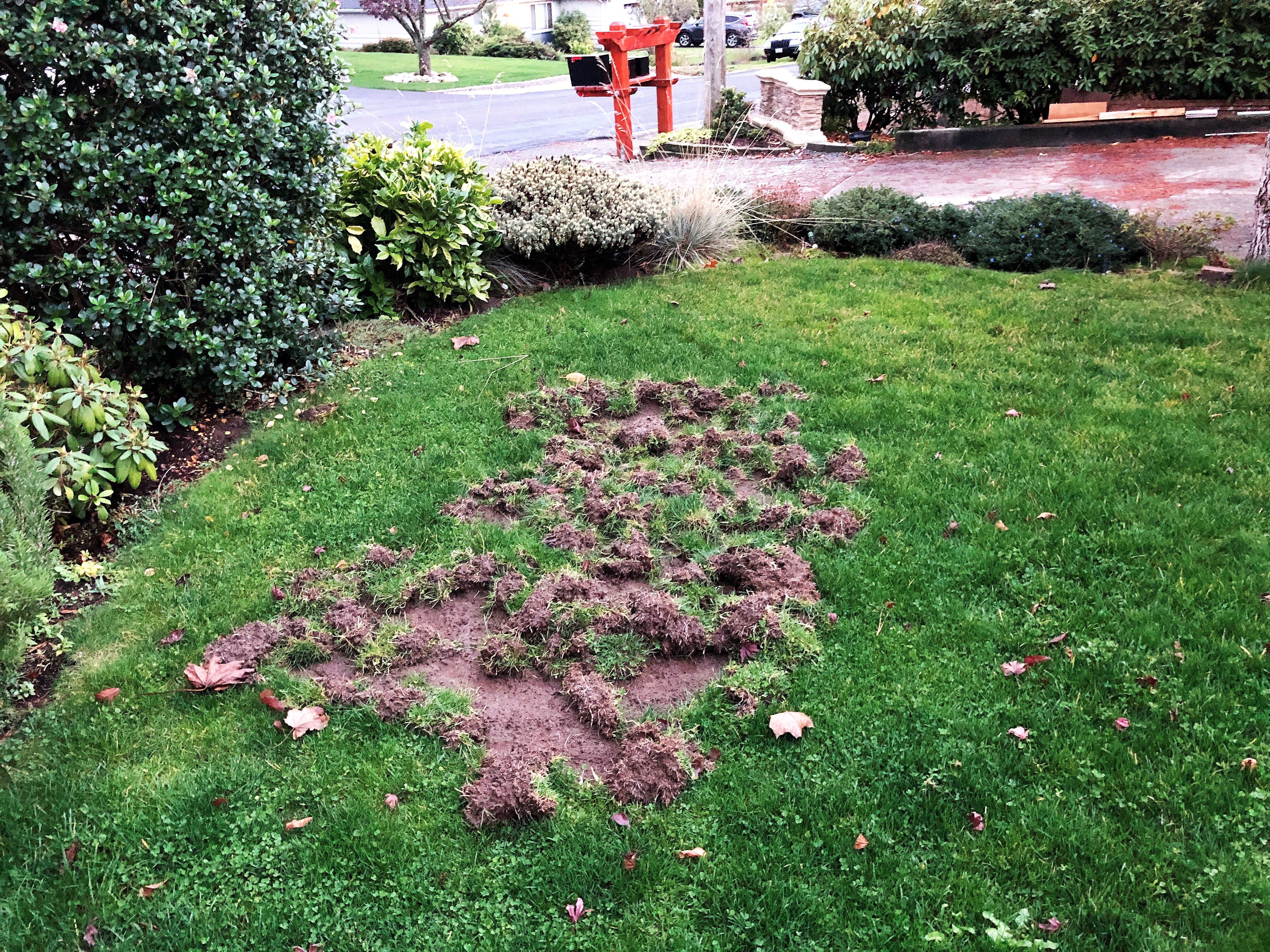 more raccoons grass damage.JPG